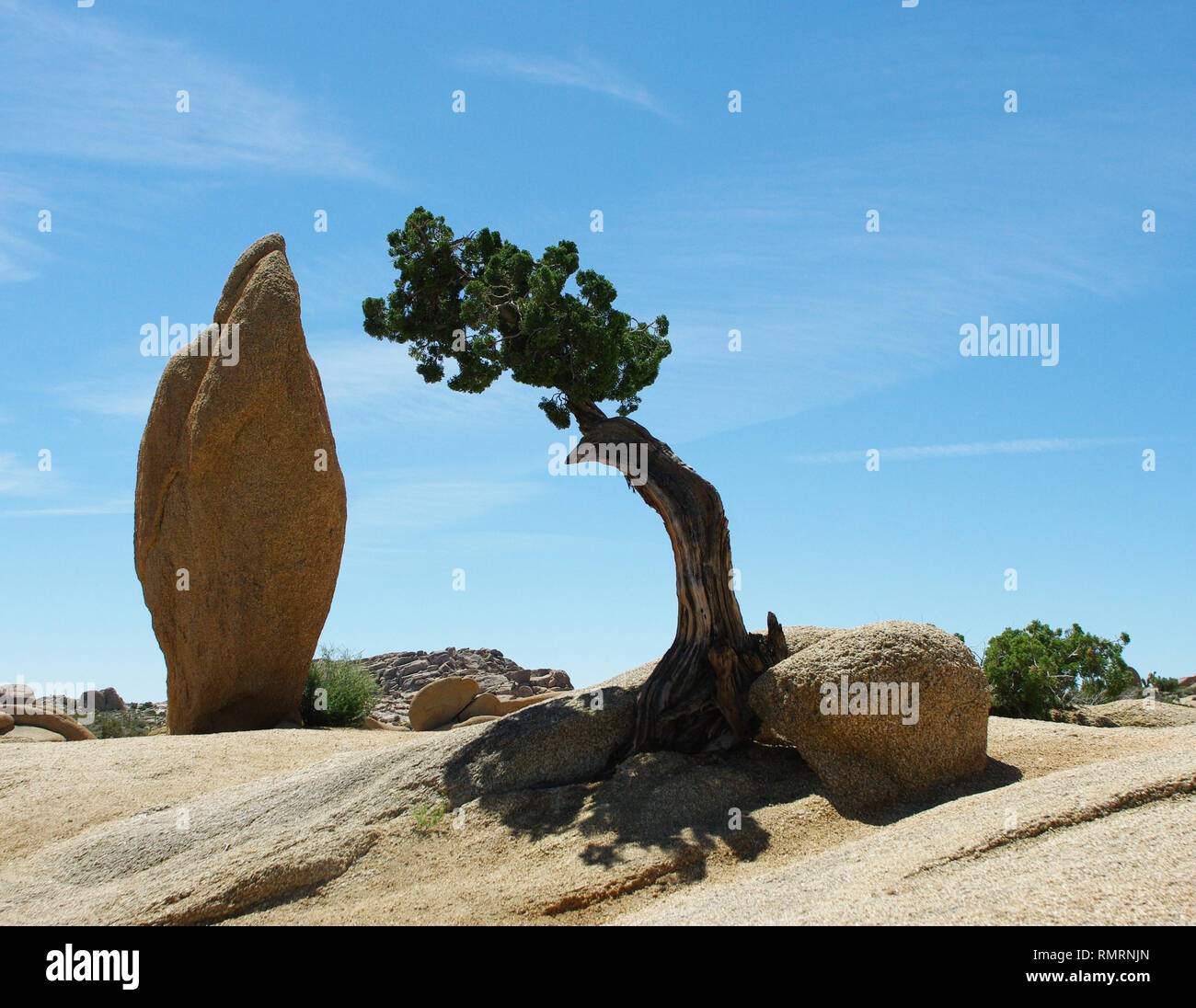 An ancient juniper tree in the Mojave desert near Joshua tree standing alone, growing out of