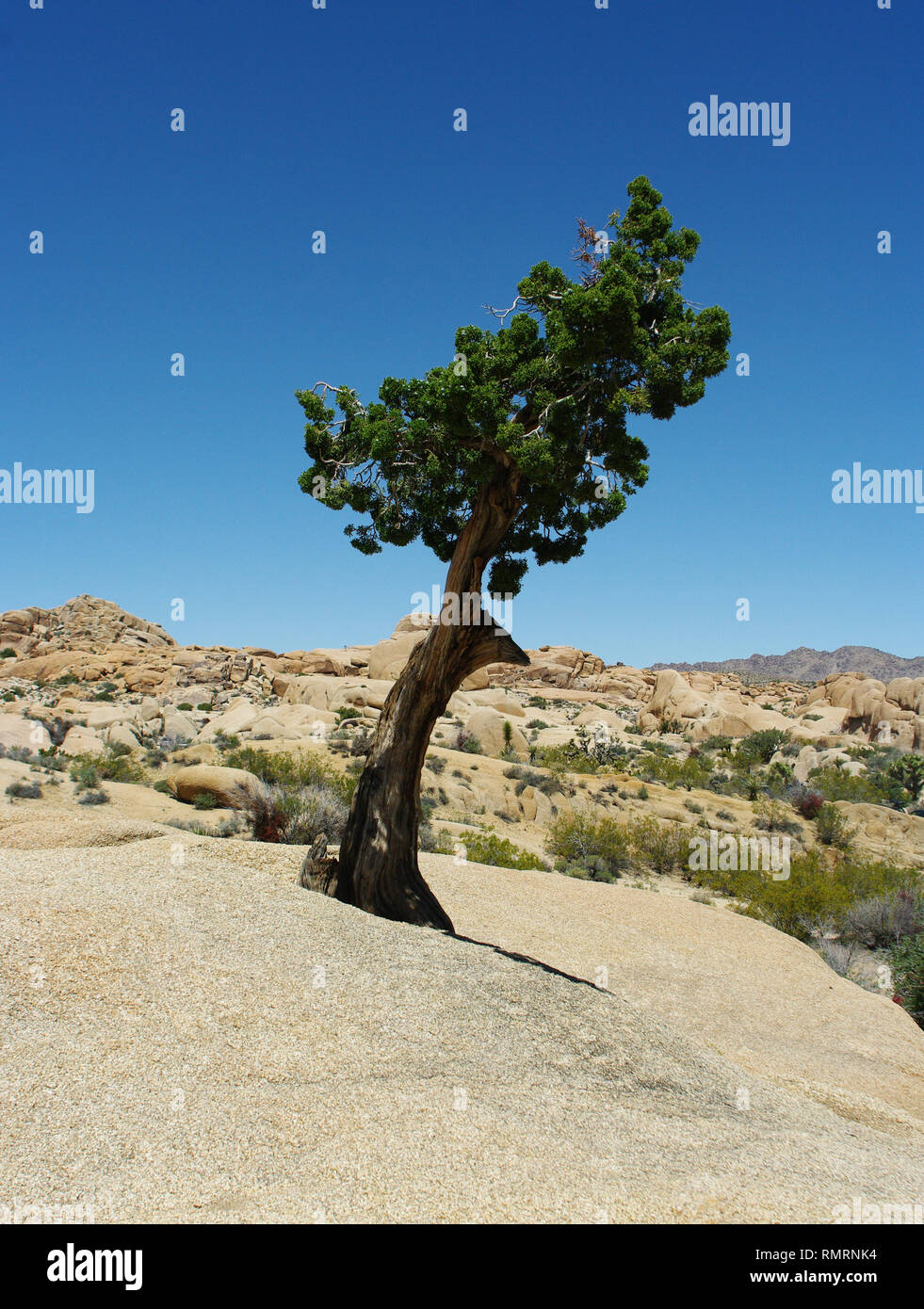 An ancient juniper tree in the Mojave desert near Joshua tree standing