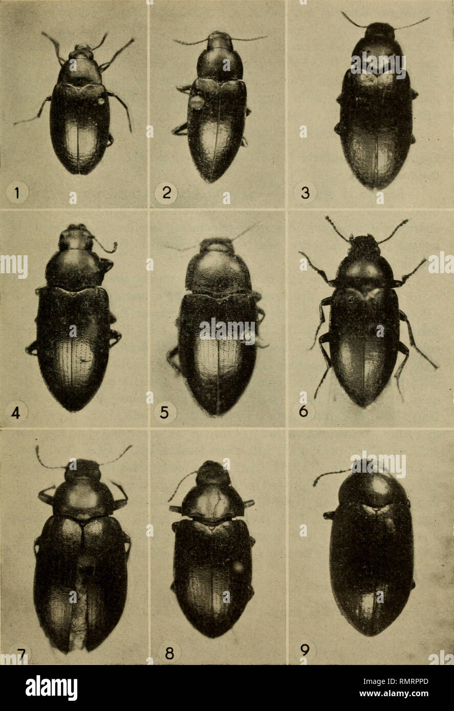 . Annali del Museo civico di storia naturale Giacomo Doria. Natural history. SPECIE VENEZUELANE DI EPITRAGINI 331. Tav. Ili: I, Epitragopsis batesi; 2, E. aeneus; 3, E. linearis; 4, E. rotundicollis; 5, E. amazonicus; 6, E. vulgaris; 7, E. olivaceus; 8, E. onensis onensis; 9, E. onensis me- ridionalis.. Please note that these images are extracted from scanned page images that may have been digitally enhanced for readability - coloration and appearance of these illustrations may not perfectly resemble the original work.. Museo civico di storia naturale Giacomo Doria (Genoa, Italy). Genova : Sta Stock Photo