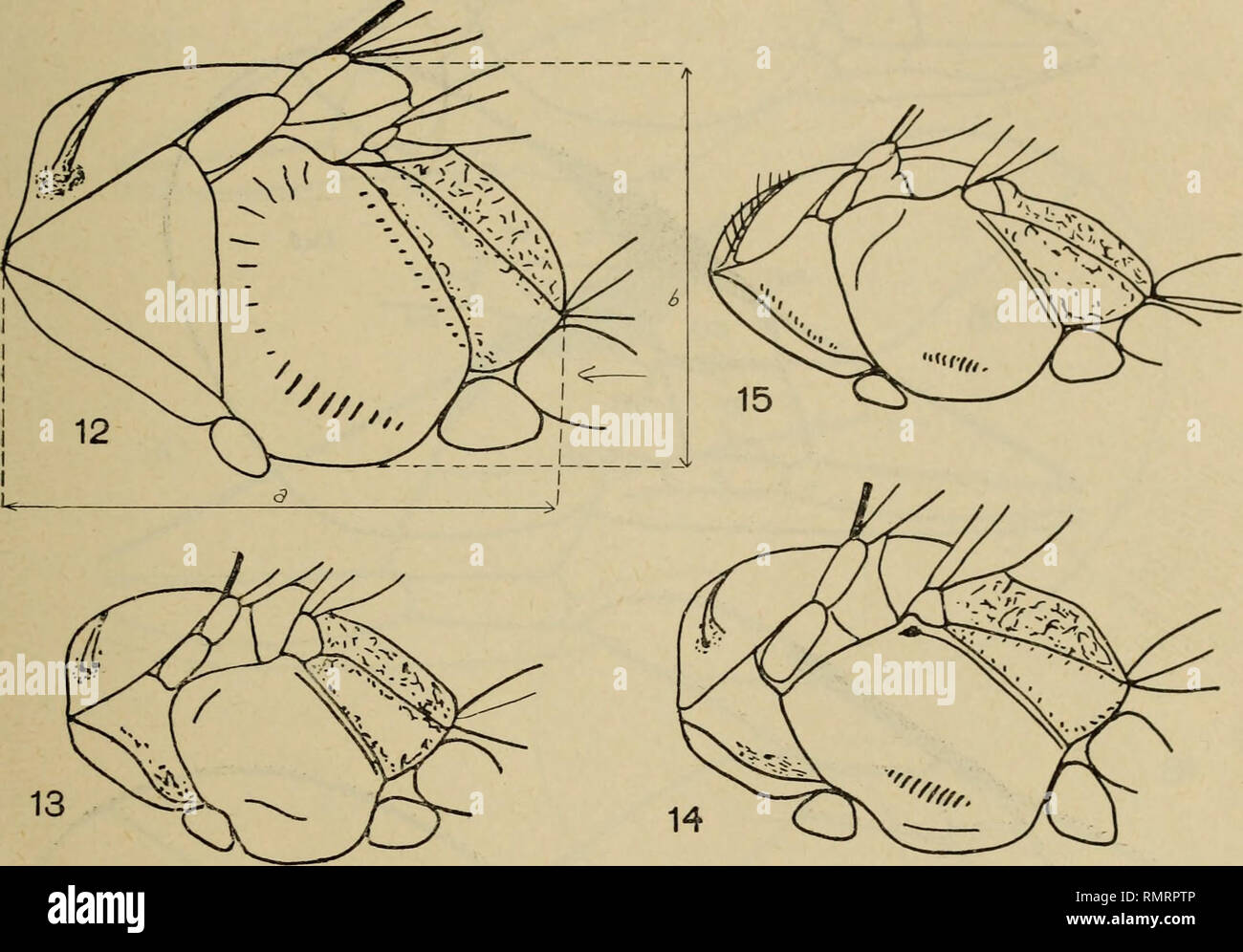 . Annali del Museo civico di storia naturale Doria. Natural