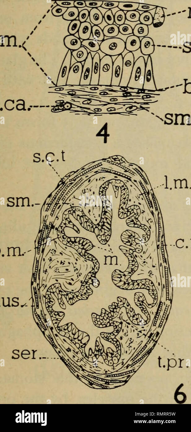 Cardiac Gaster