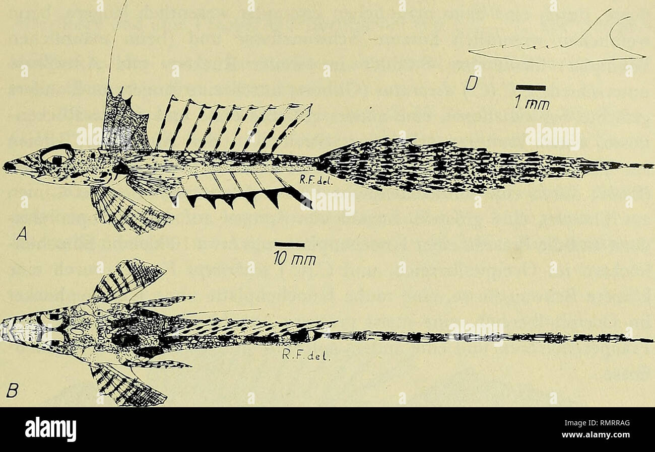 . Annali del Museo civico di storia naturale Giacomo Doria. Natural history. CALLIONYMIDAE 1922: 81-82, pi. 4, fig. 2, Calliurichthys zanectes) aus Hawaii, C.(C.) neptunia (Seale) (Seale, 1909: 539-540, Calliurichthys n.; Herre, 1953: 779) von den Philippinen und C.(C.) scabriceps Fowler (Fowler, 1941: 4-6, fig. 2; de Beaufort &amp; Chapman, 1951: 55-56) von den Sulu-. &quot;fTI* WT &quot;Itu ^. 10 mm. Please note that these images are extracted from scanned page images that may have been digitally enhanced for readability - coloration and appearance of these illustrations may not perfectly re Stock Photo