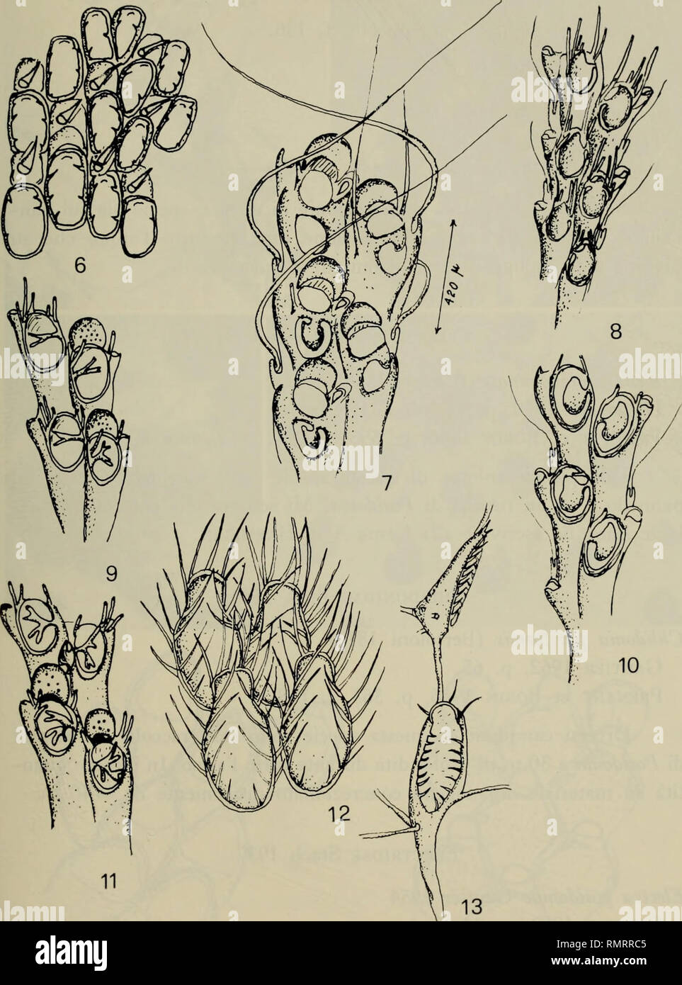 . Annali del Museo civico di storia naturale Giacomo Doria. Natural history. BRIOZOI DI PUNTA MANAKA 37. Tav. II: 6 - Spiralaria gregaria, 1 - Caherea horyi, S - Scrupocellaria scrupea, 9 Scrupocellaria bertholeti, 10 - Scrupocellaria delilii,  - Scrupocellaria reptaus, 12 Beania hirtissima, 13 - Beania mirabilis.. Please note that these images are extracted from scanned page images that may have been digitally enhanced for readability - coloration and appearance of these illustrations may not perfectly resemble the original work.. Museo civico di storia naturale Giacomo Doria (Genoa, Italy) Stock Photo