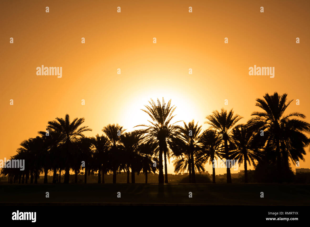 Silhouette of a group of palm trees in an incredible sunset Stock Photo