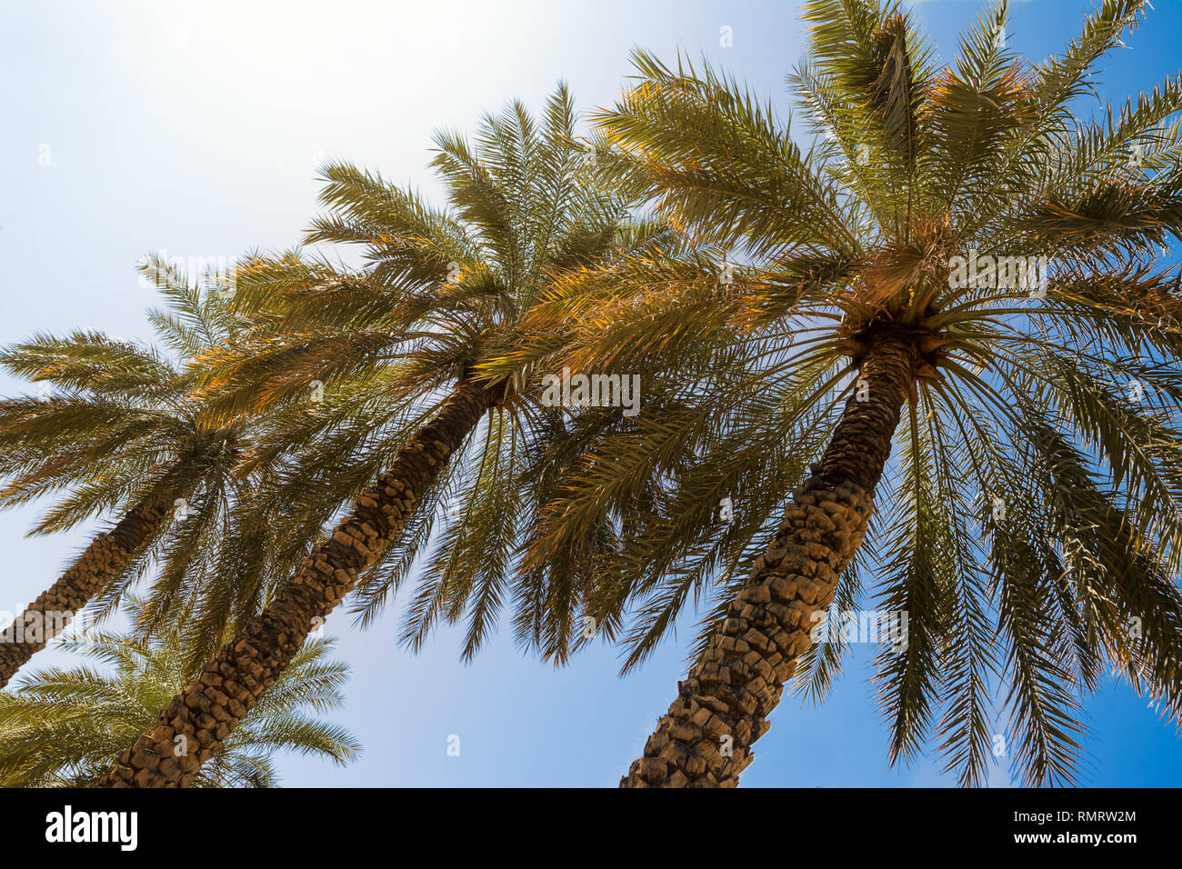 Palms framed from below with the blue sky Stock Photo