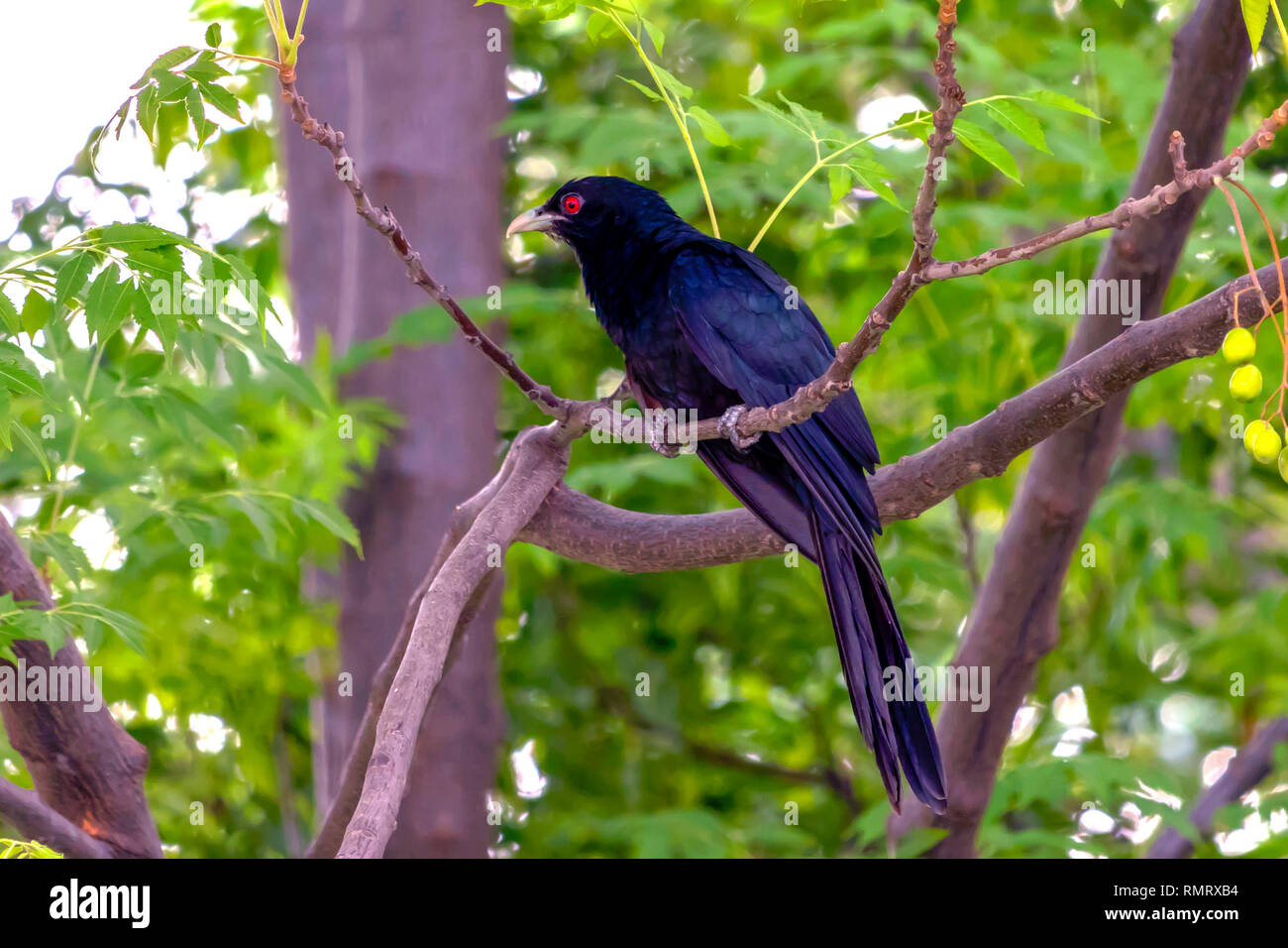 The Asian Koel sitting on a tree outside my home. this dark shiny black colored is a male Koel. It is also known as songbirds for it calls style. Stock Photo