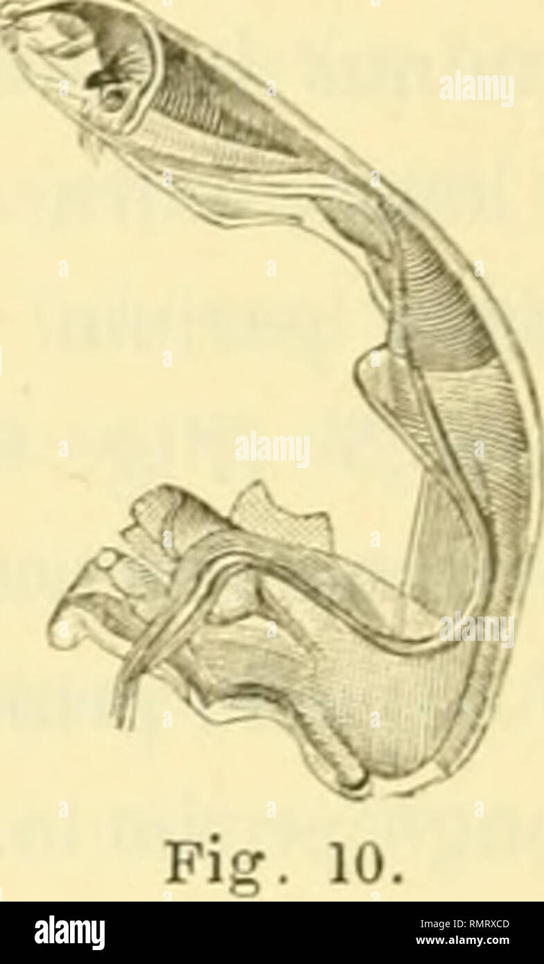 Annali Del Museo Civico Di Storia Naturale Di Genova Natural History Periodicals L Ili V