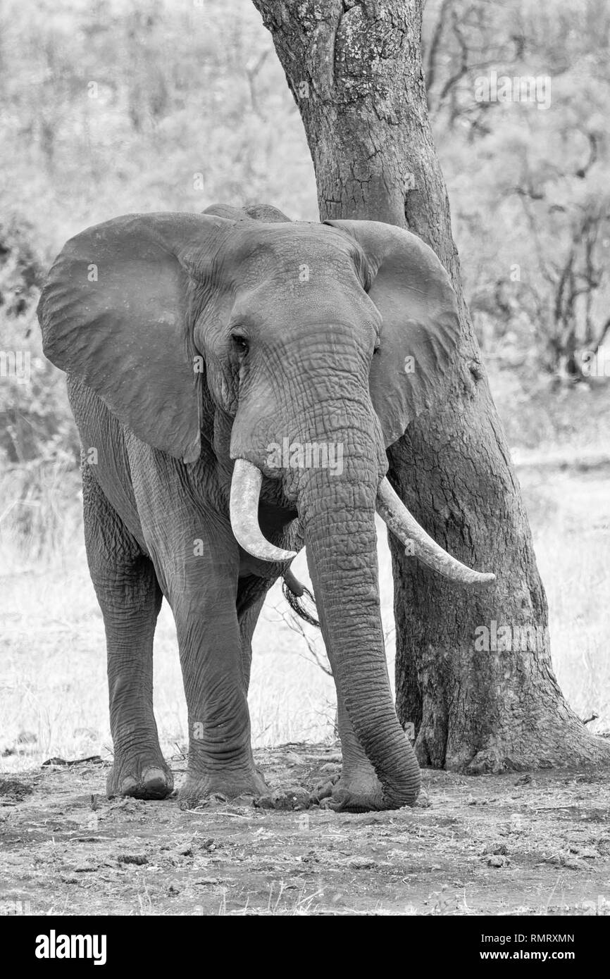 An African Elephant bull in Southern African savanna Stock Photo Alamy