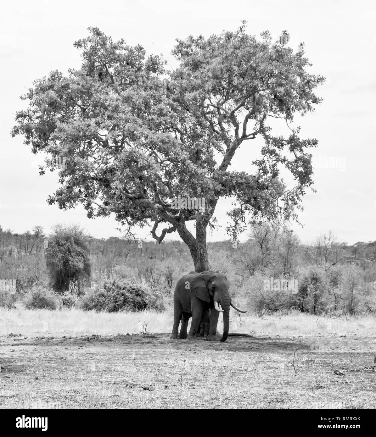 An African Elephant bull in Southern African savanna Stock Photo Alamy