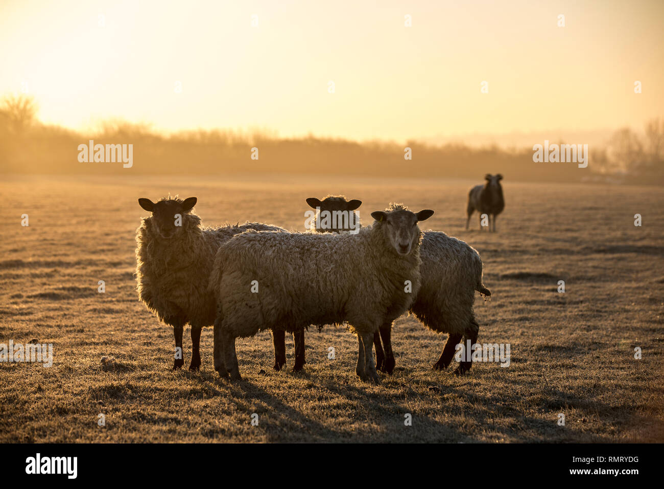 Sheep grazing on a farm in the early morning frost on farmland in Paulerspury, Northamptonshire, England, UK Stock Photo