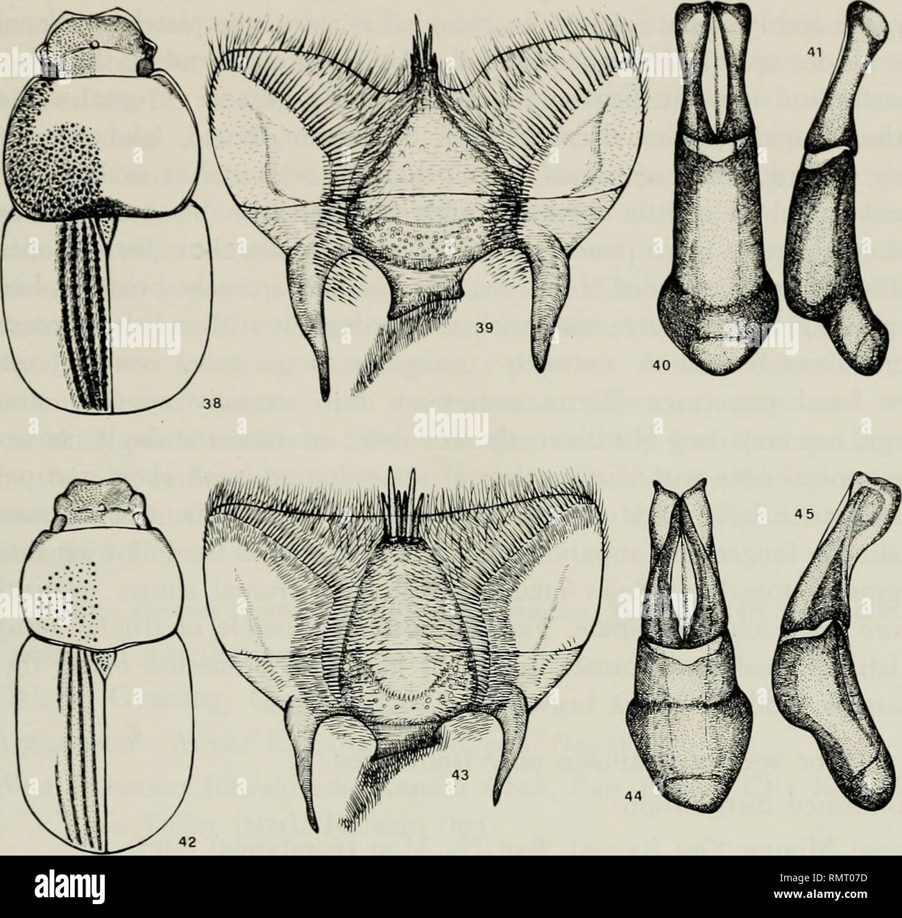. Annali del Museo civico di storia naturale Giacomo Doria. Natural history. APHODIINAE 261. Habitus, epipharynx and aedeagus of: Figs. 38-41: Aphodius punctatissitnus Bouc. (Ban Na Mon, Laos) - Figs. 42-45: A- phodhis auriculatus A. Schm. (Usambara, Burundi). Aphodius punctatissimus Bouc. (figs.: 38-41) 1921. Aphodius [Loboparius) punctatissimus Boucomont in: Boucomont &amp; Gillet, Faune ent. Ind. Fran^., Scarab.: 62. Locus typicus: Muong You (Laos). Brevis, valde convexus, parum nitidiis. Pronoto elytrisque nigro- piceis, puis flaz'is erectis brevis vestitis. Clypeo leviter sinuato, laterih Stock Photo