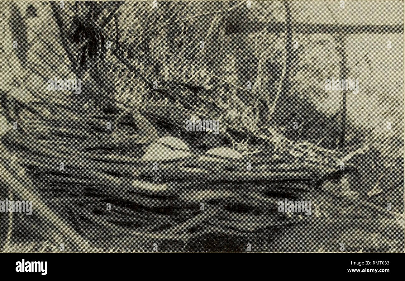 Nido artificiale hires stock photography and images Alamy