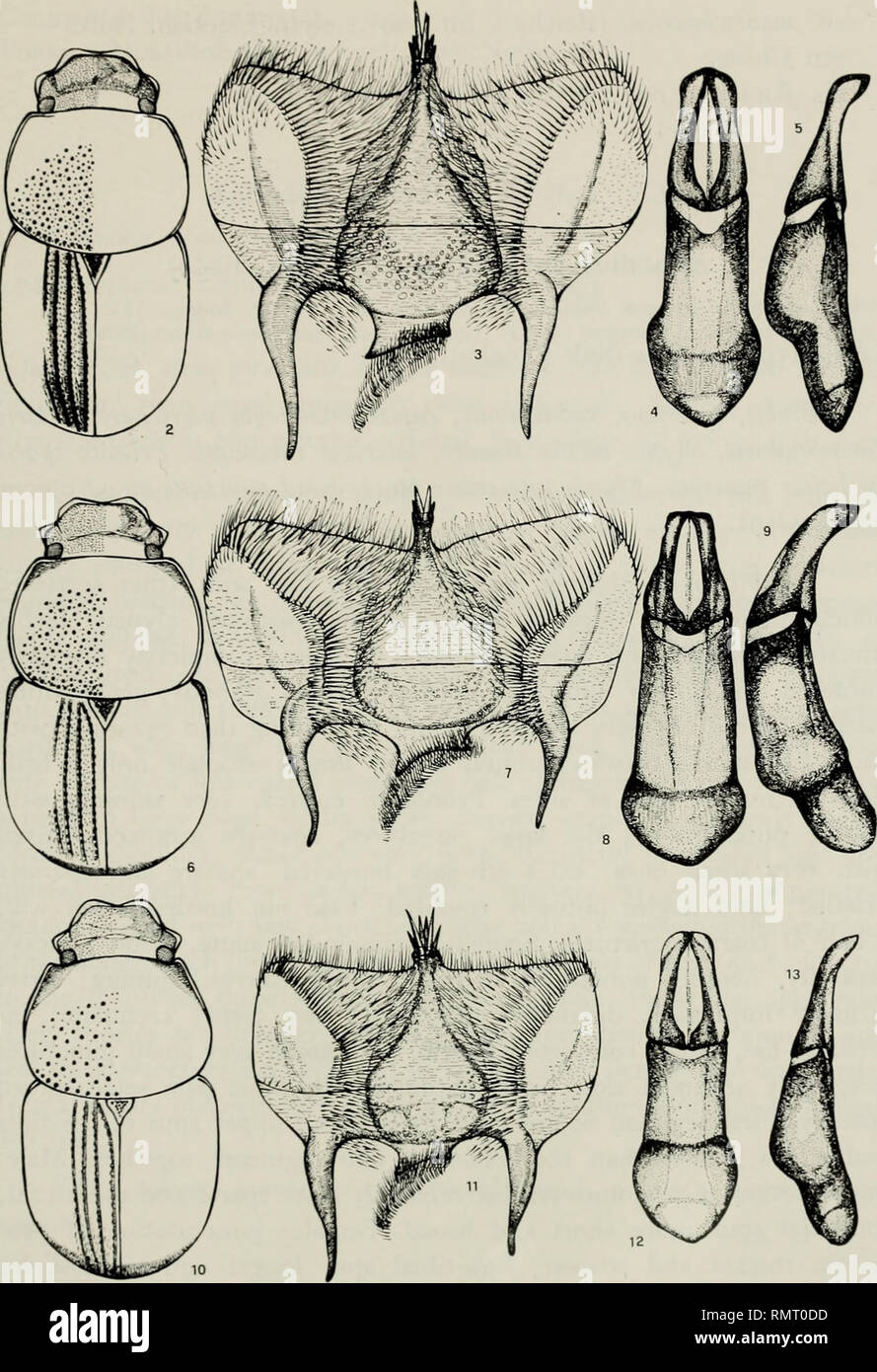 . Annali del Museo civico di storia naturale Giacomo Doria. Natural history. APHODIINAE 251. ìli 1 r I  1 '! / ì y ^ iU is^ ^ 10 Habitus, epipharynx and aedeagus of: Figs. 2-5: Aphodhis globulus Har. (Hong-Kong). - Figs. 6-9: Aphodius iniinarginatits A. Schm. (Haut Tonkin) - Figs. 10-13: Aphodius chopardi (Paul.) (Hoa-Binh, Tonkin).. Please note that these images are extracted from scanned page images that may have been digitally enhanced for readability - coloration and appearance of these illustrations may not perfectly resemble the original work.. Museo civico di storia naturale Giacomo Stock Photo