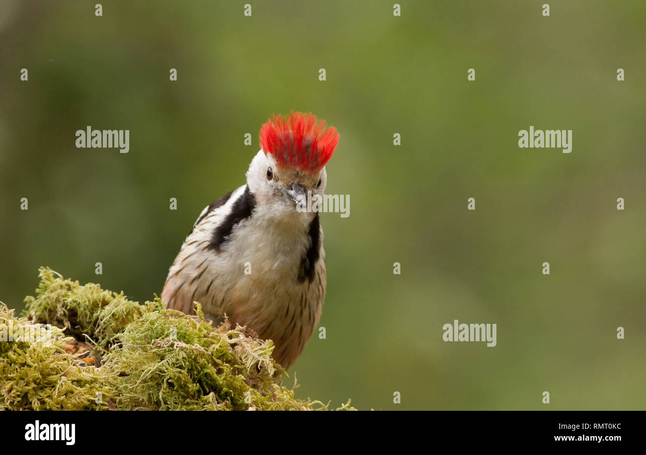 Middle Spotted Woodpecker in Cantabria, north of Spain Stock Photo