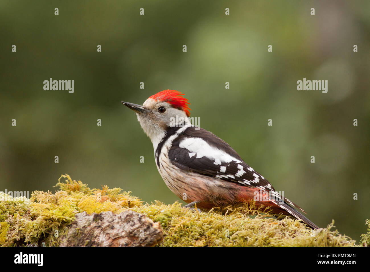 Middle Spotted Woodpecker in Cantabria, north of Spain Stock Photo