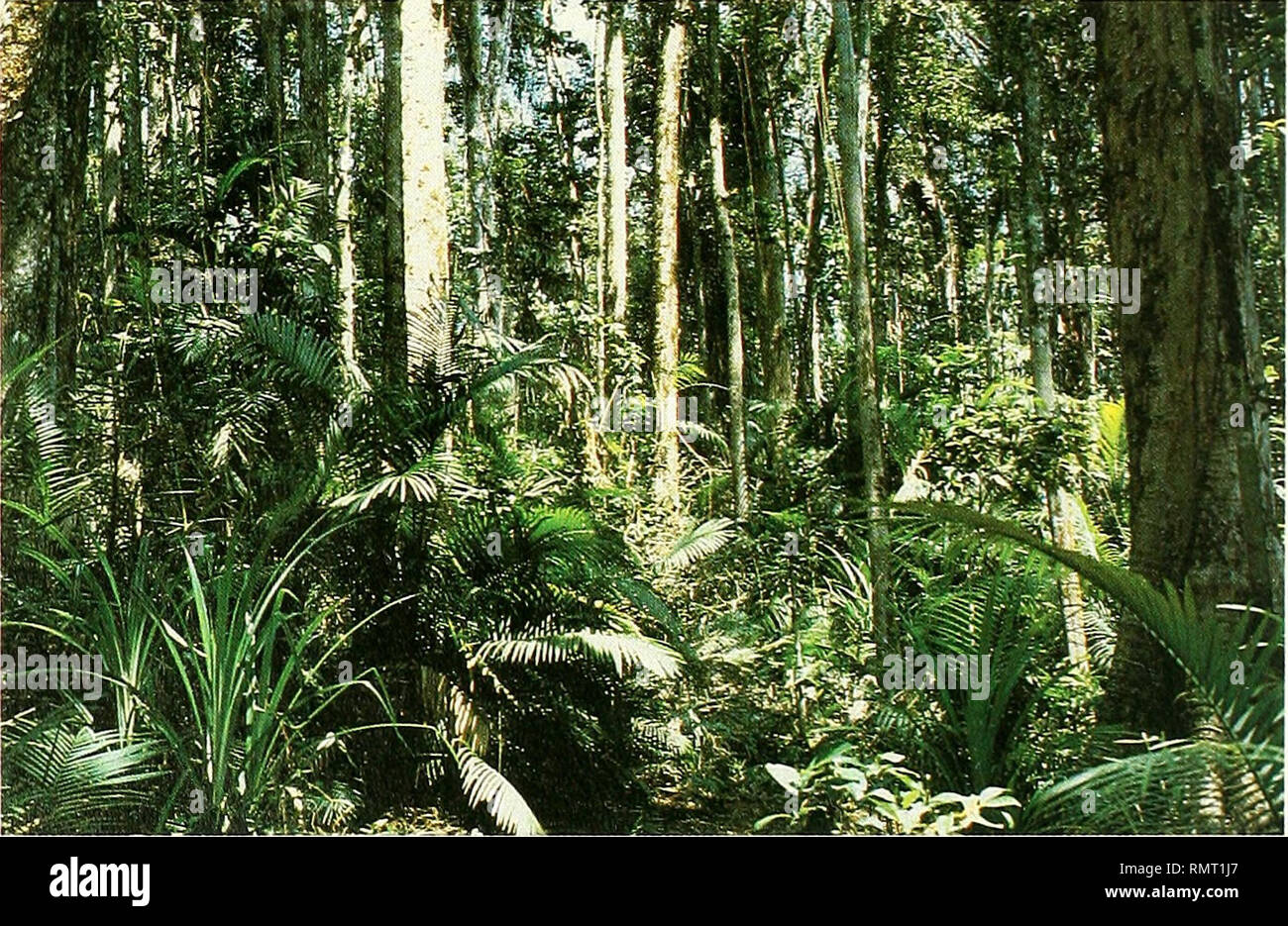 . Annali del Museo civico di storia naturale Giacomo Doria. Natural history. Plate 7 - The Johnstone River flowing through the rainforest of Palmerston National Park; bottom left Schefflera actinophylla with red flowers.. Plate 8 - Rainforest floor with Pandanus monticola and Archontophoenix alexandrae in the Bellenden Ker National Park (The Boulders).. Please note that these images are extracted from scanned page images that may have been digitally enhanced for readability - coloration and appearance of these illustrations may not perfectly resemble the original work.. Museo civico di storia  Stock Photo