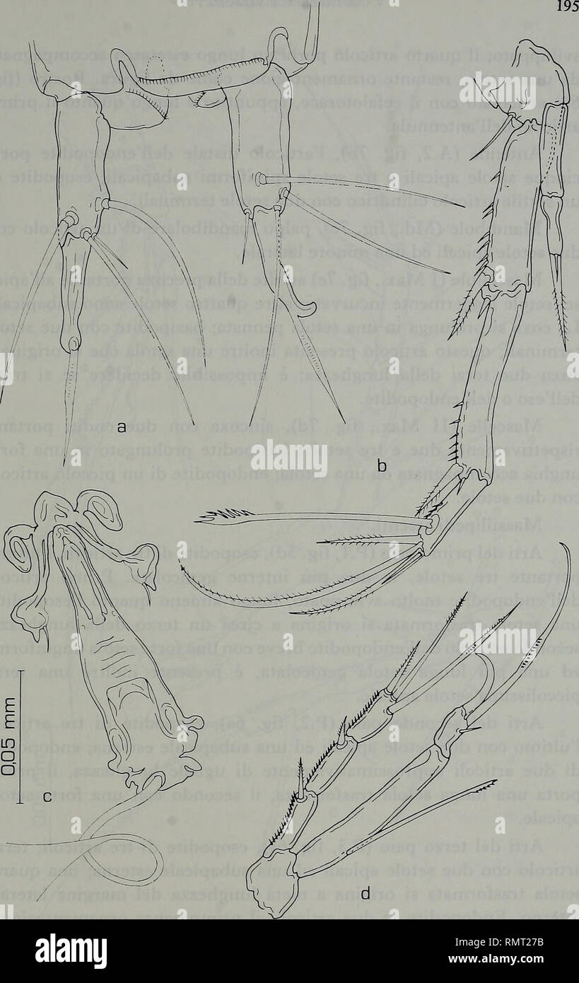 . Annali del Museo civico di storia naturale Giacomo Doria. Natural history. Fig. 5 - Cylinula arganoi n. sp., Olotipo $: a, b, c, d. a: opercolo anale e branche furcali, dorsale; b: P.4; e: campo genitale; d: P.l.. Please note that these images are extracted from scanned page images that may have been digitally enhanced for readability - coloration and appearance of these illustrations may not perfectly resemble the original work.. Museo civico di storia naturale Giacomo Doria (Genoa, Italy). Genova : Stab. tipo-litografico P. Pellas Fu L. Stock Photo
