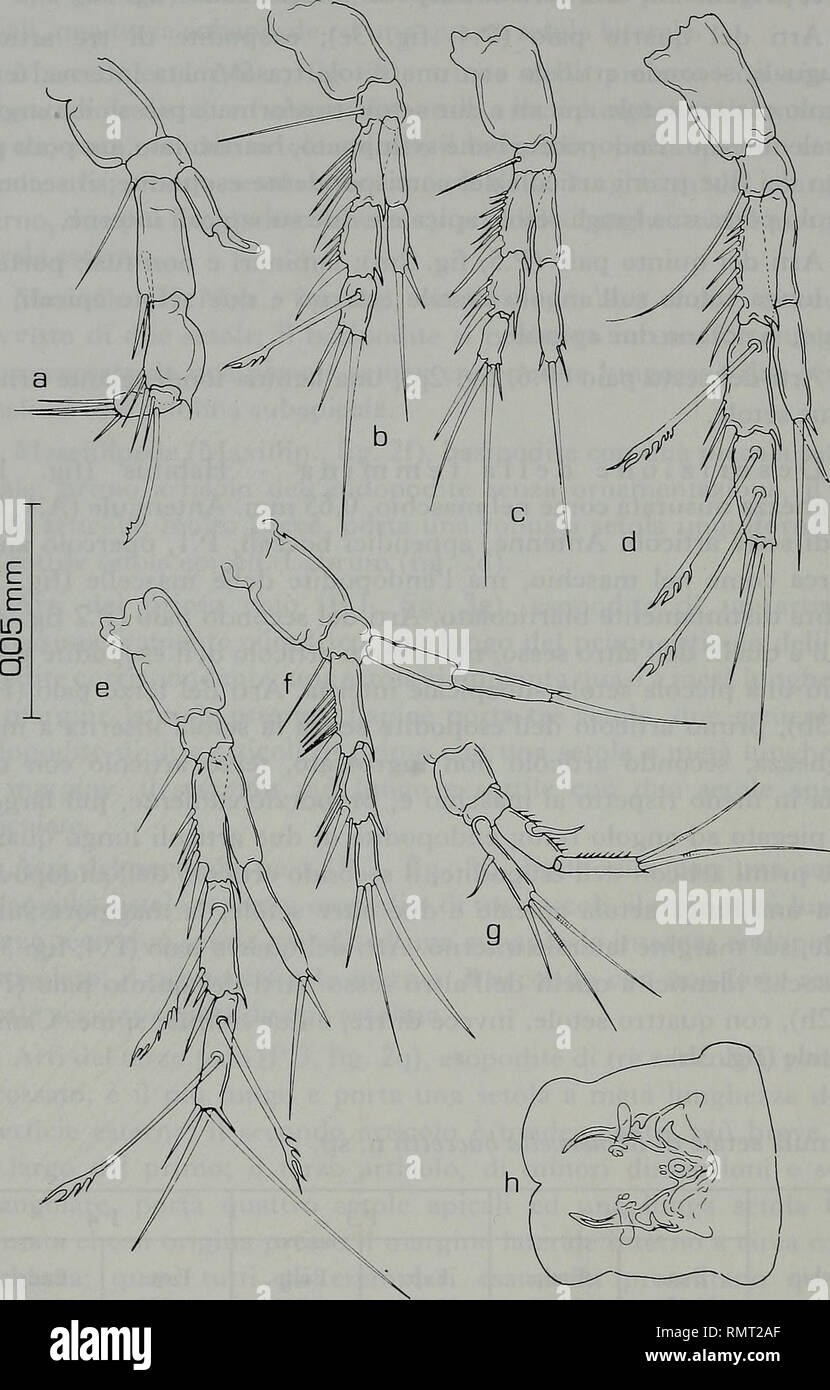 . Annali del Museo civico di storia naturale Giacomo Doria. Natural history. 192 V. COTTARELLI - F. VENANZETTI. Fig. 3 - Minervella baccettii n. gen., n. sp., Olotipo &lt;J: a, f, g, e; Paratipo $: b, c, d, h. a: P.3; f: P.2; g: P.l; e: P.4; b: P.3; c: P.2; d: P.4; h: campo genitale.. Please note that these images are extracted from scanned page images that may have been digitally enhanced for readability - coloration and appearance of these illustrations may not perfectly resemble the original work.. Museo civico di storia naturale Giacomo Doria (Genoa, Italy). Genova : Stab. tipo-litografico Stock Photo