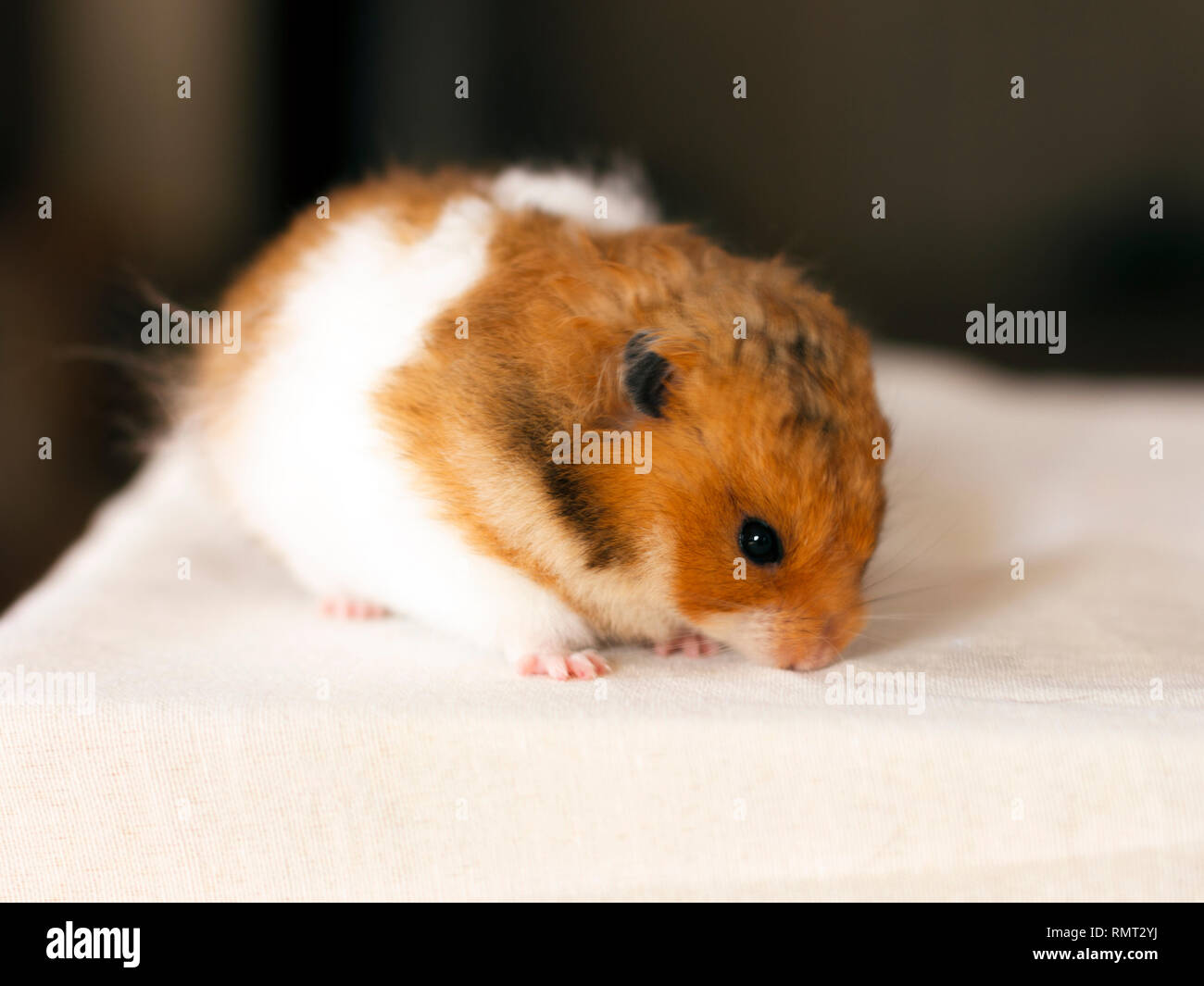 Little Red Haired Fluffy Hamster Sitting On A White Stock Photo