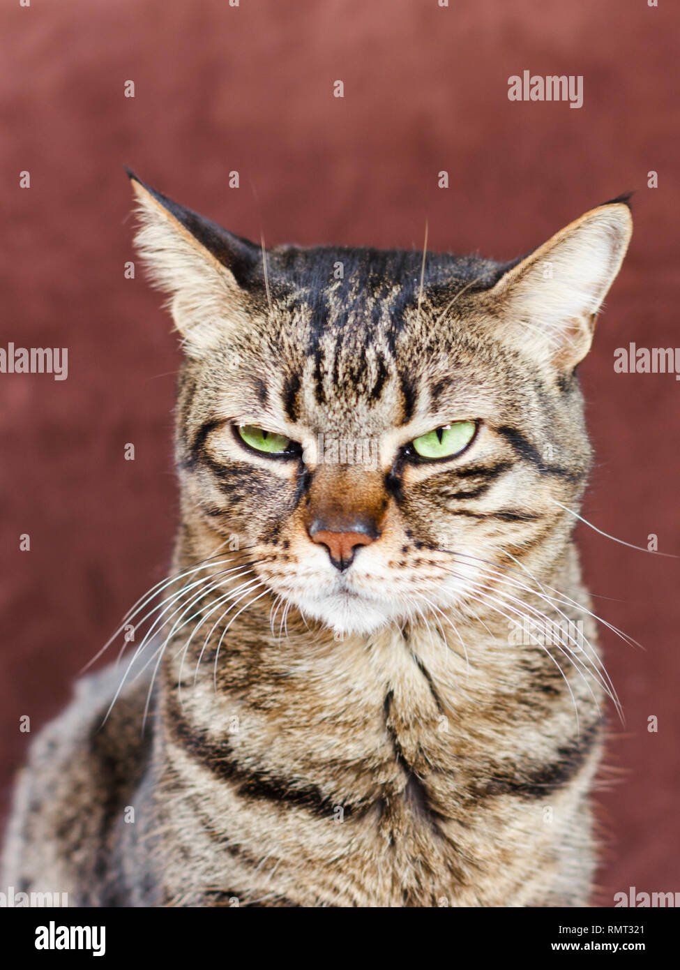 Angry Pet Funny Portrait Cute Cat Human Eyes Expressive Different Stock  Photo by ©vova130555@gmail.com 607160664