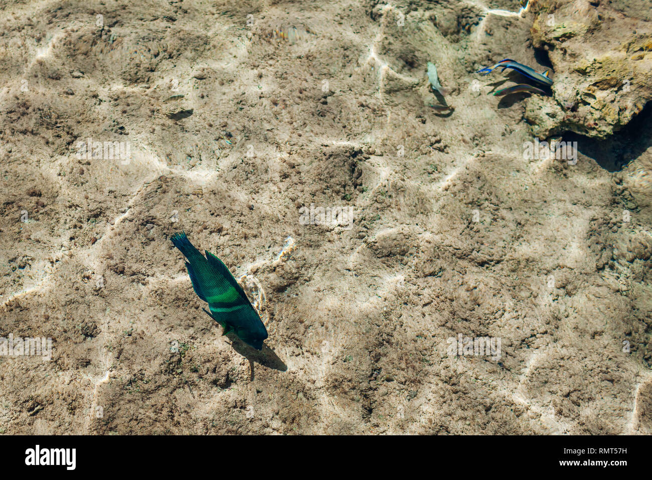 Coral fish in the Red Sea. Green and blue big fish looking for food in clear water. Egypt Stock Photo