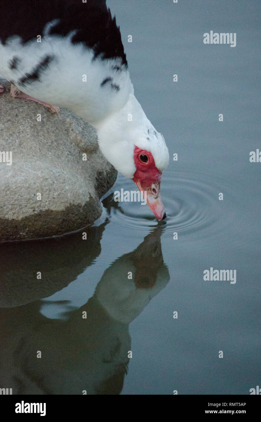 FAT MUSCOVY DUCK GOOSE BIRD DRINKING WATER (WHITE BLACK PINK) Stock Photo