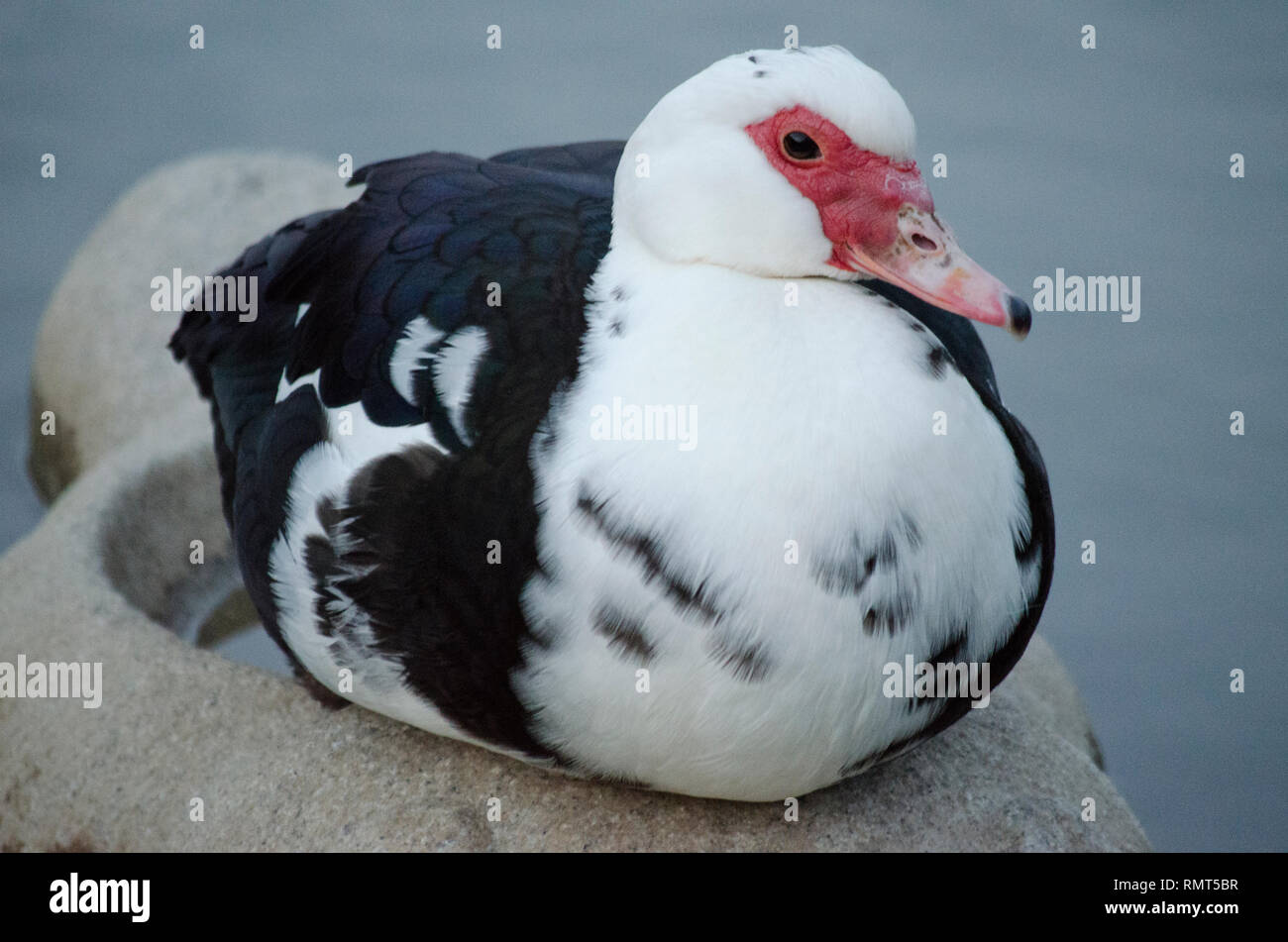 FAT MUSCOVY DUCK GOOSE BIRD WHITE BLACK PINK ON WATER Stock Photo