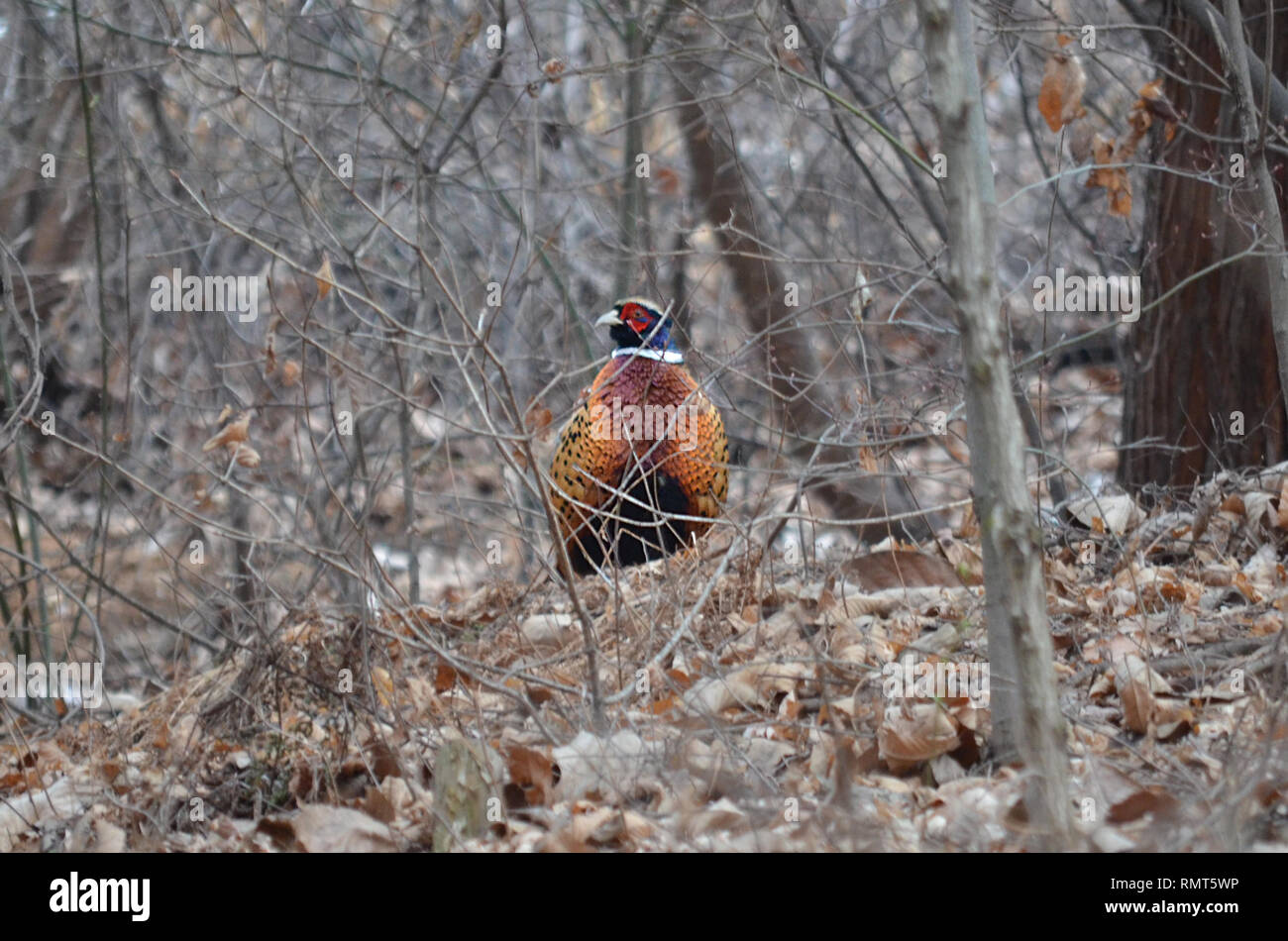 COMMON RING NECKED PHEASANT PHASIANUS COLCHICUS MALE BIRD IN WOODS TREES Stock Photo