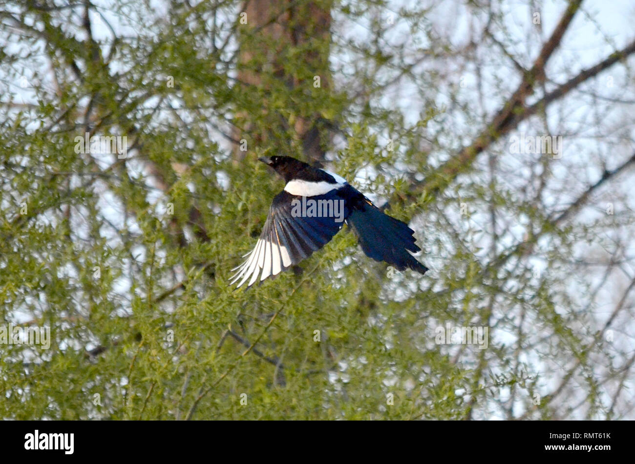 EURASIAN COMMON MAGPIE PICA PICA BIRD FLYING MID AIR SOARING AMONG TREES IN NATURE Stock Photo