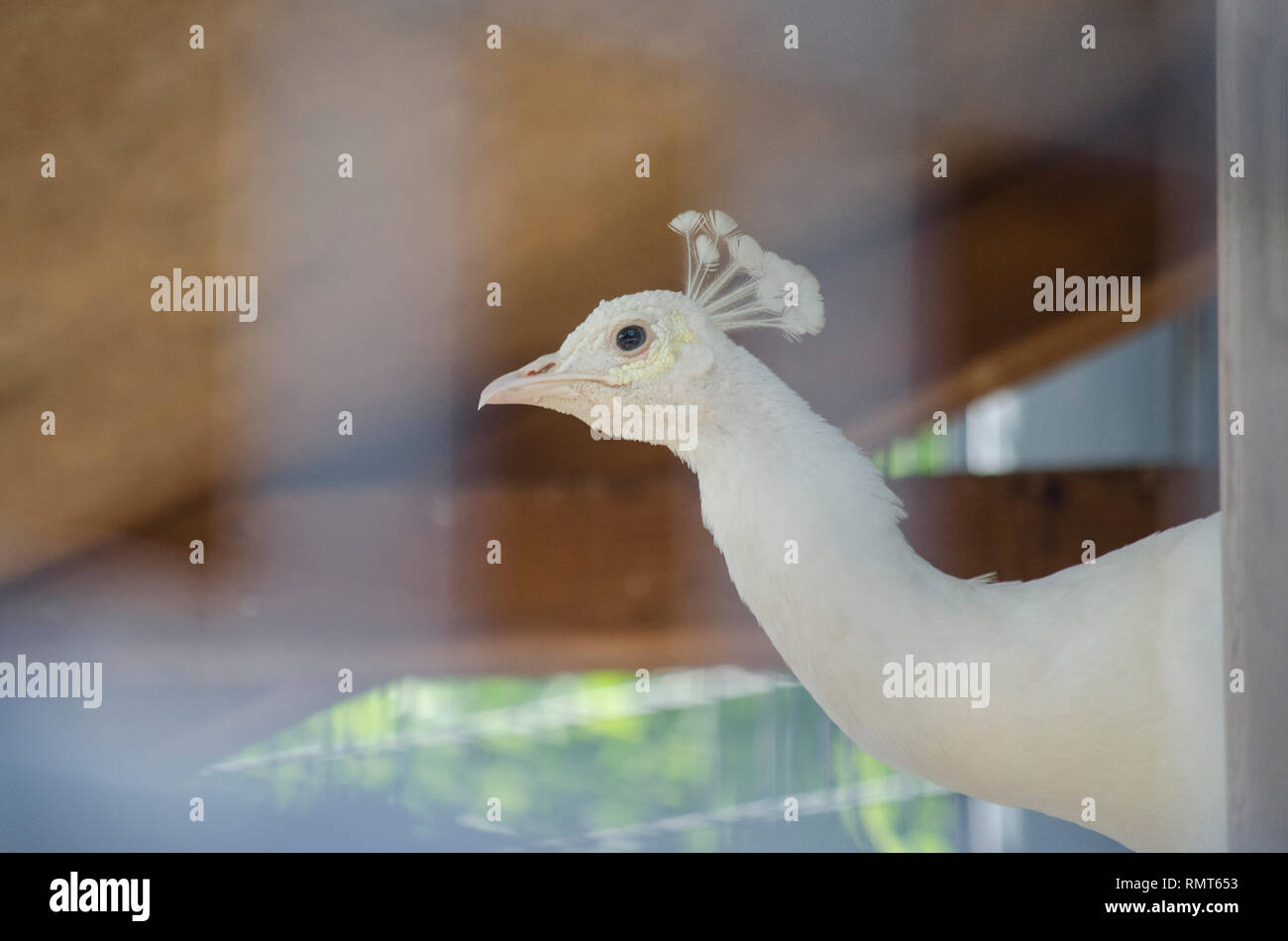 LEUCISTIC ALBINO WHITE PEAFOWL PEACOCK BIRD Stock Photo