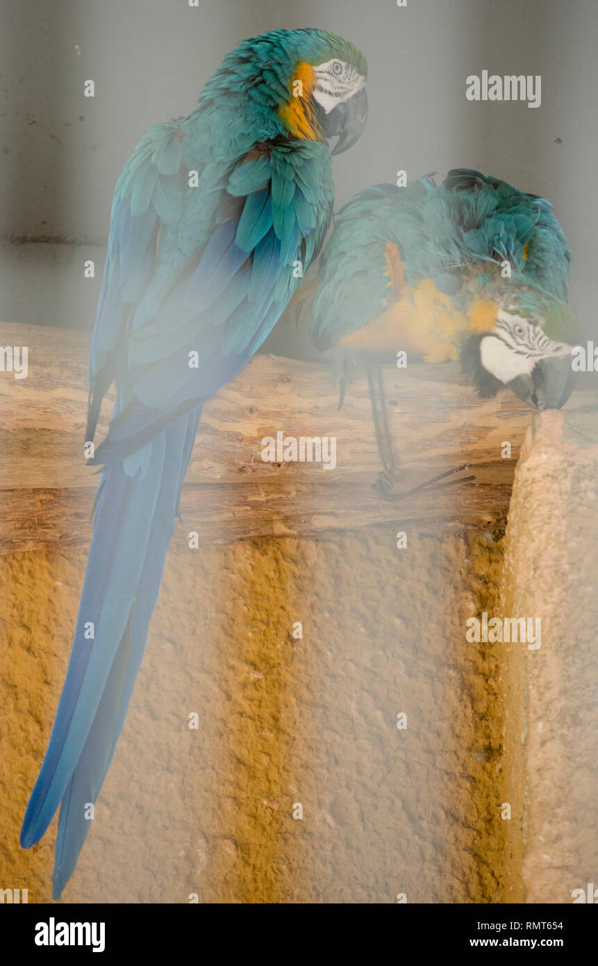 MACAW PARROTS (YELLOW AND BLUE BIRDS) IN ZOO CAGE Stock Photo