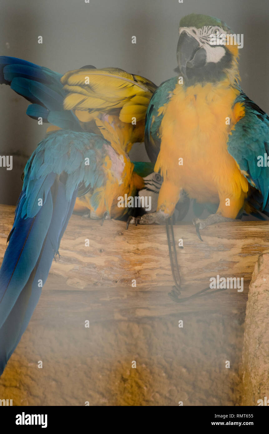 MACAW PARROTS (YELLOW AND BLUE BIRDS) IN ZOO CAGE Stock Photo - Alamy - Blue And Yellow Macaw Treehouse Cage