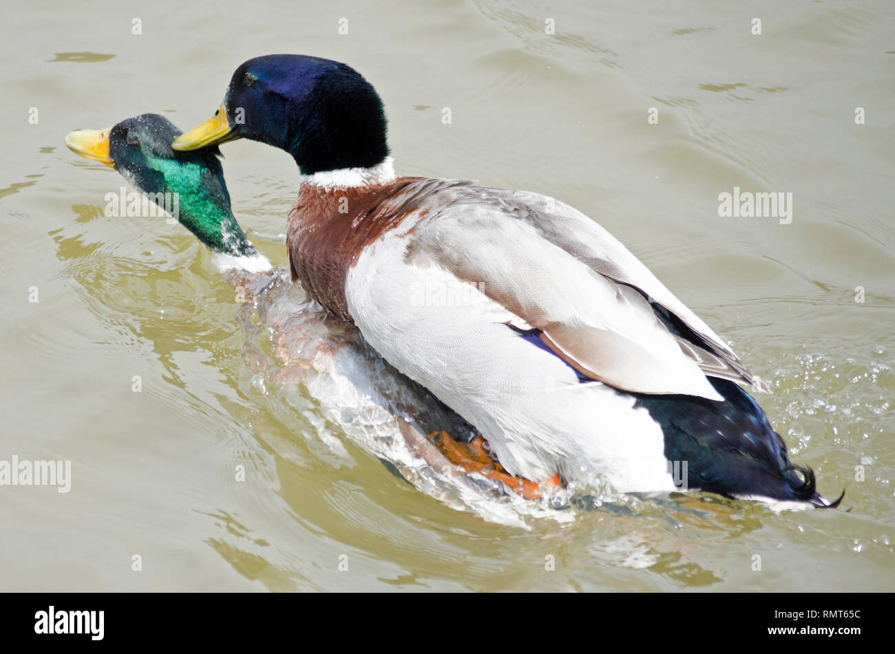 Ducks And Geese Shocking Mating Truth Revealed - 4r052tr