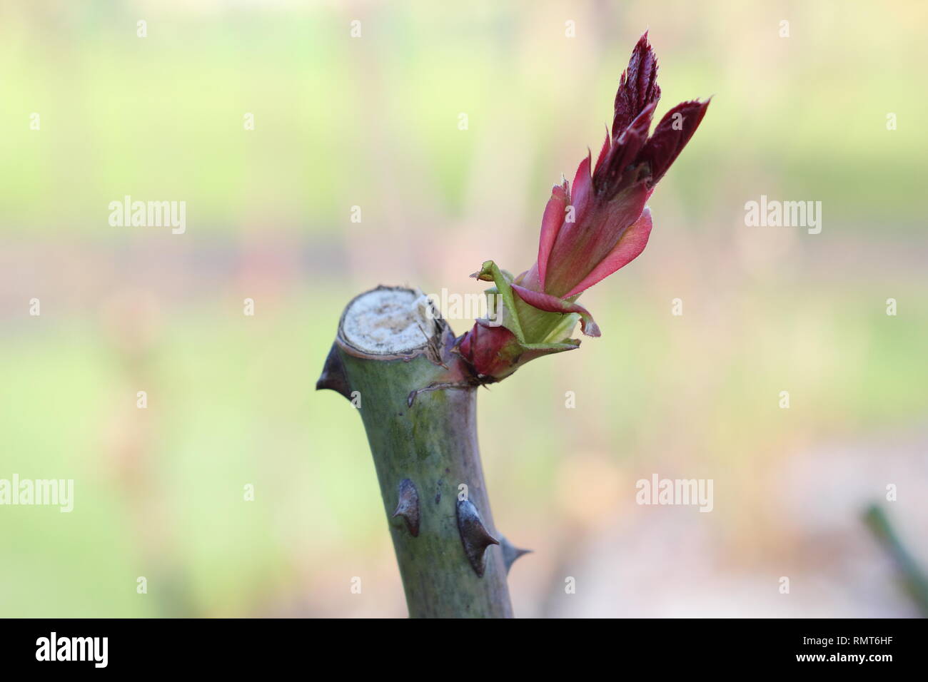 Rosa. Detail showing pruning cut and new growth on an English shrub rose in  winter, UK Stock Photo - Alamy