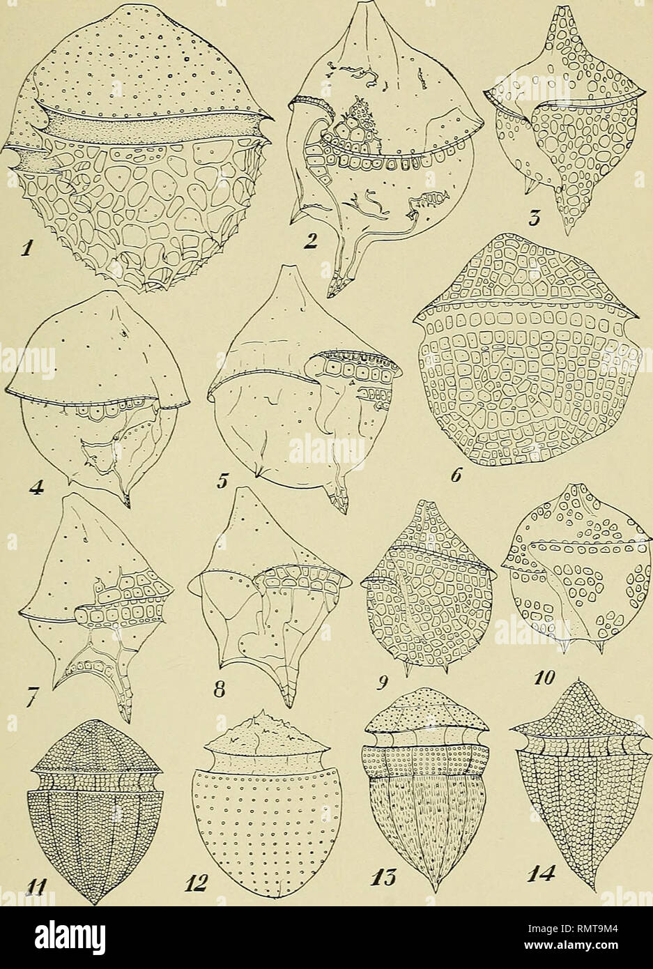 . Annali del Museo civico di storia naturale Giacomo Doria. Natural history. ANN. MUS. CIV. ST. NAT. GENOVA LXI. TAV. I. Rampi: Dinoflagellatae del Mar Ligure (Rampi dis.). Please note that these images are extracted from scanned page images that may have been digitally enhanced for readability - coloration and appearance of these illustrations may not perfectly resemble the original work.. Museo civico di storia naturale Giacomo Doria (Genoa, Italy). Genova : Stab. tipo-litografico P. Pellas Fu L. Stock Photo