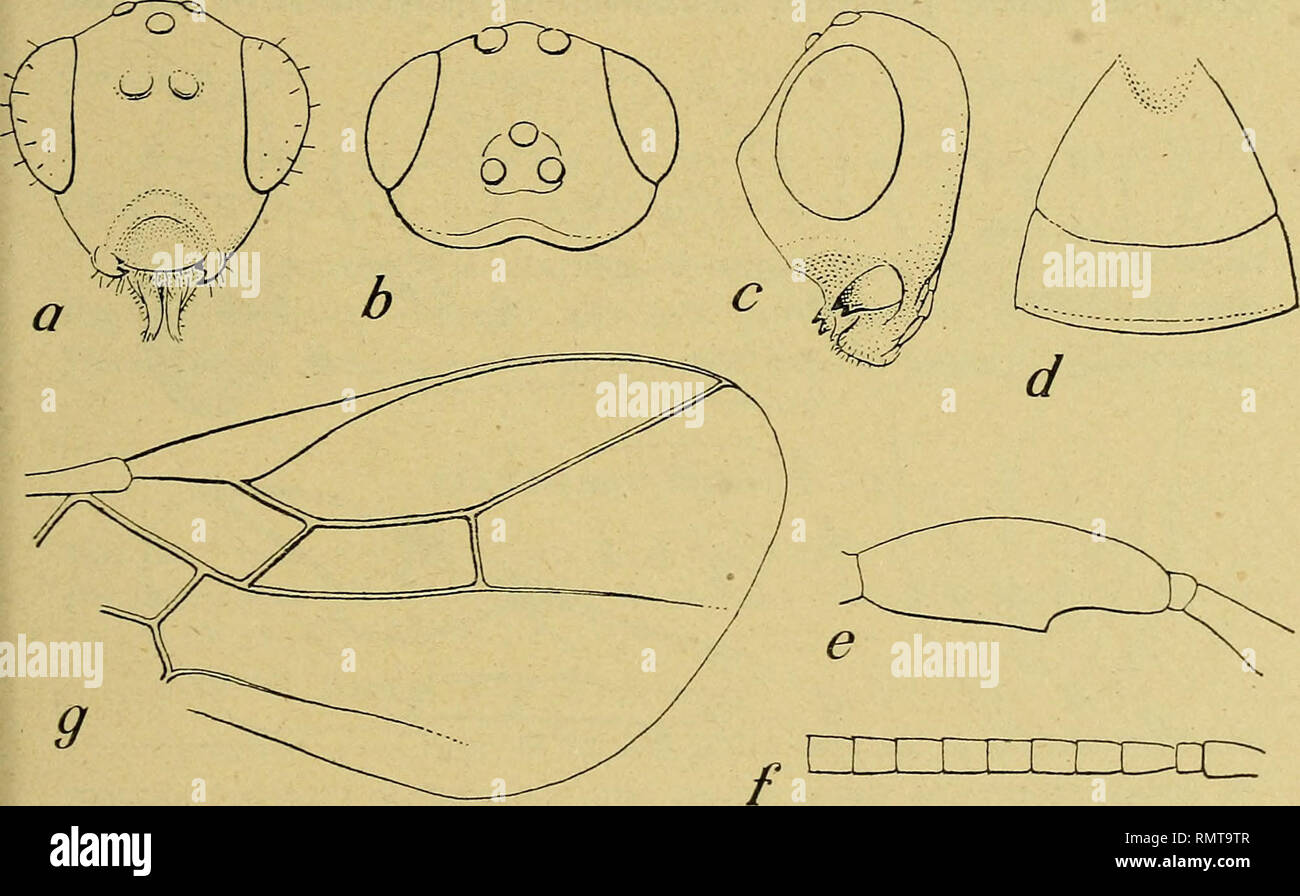 . Annali del Museo civico di storia naturale Giacomo Doria. Natural history. BRACONIDAE MISSIONE SAGAN-OMO 317 Iphiaulax Dodsi Cam. Cameron, Ann. South African Mus., V 1906, p. 51, $. Brues, Proc. Amer. Acad. Arts Sci., 61 1926, p. 219 a. 325. Fahringer, Opuscula bracon., Bd. II, Aeth. Reg., p. 561, $ # . i 9,i S : Gondaraba, 30-V-1939. Questi due esemplari corrispondono quasi esattamente alla descri- zione quale è riportata dal Fahringer (/. e). La specie è indicata del Sud- Africa, Mozambico e Deutsch-Ostafrika. Braconella elegans Ms. Masi, L. - /. c.i 1945, p. 212-213. Femmina. - Giallo-ocr Stock Photo