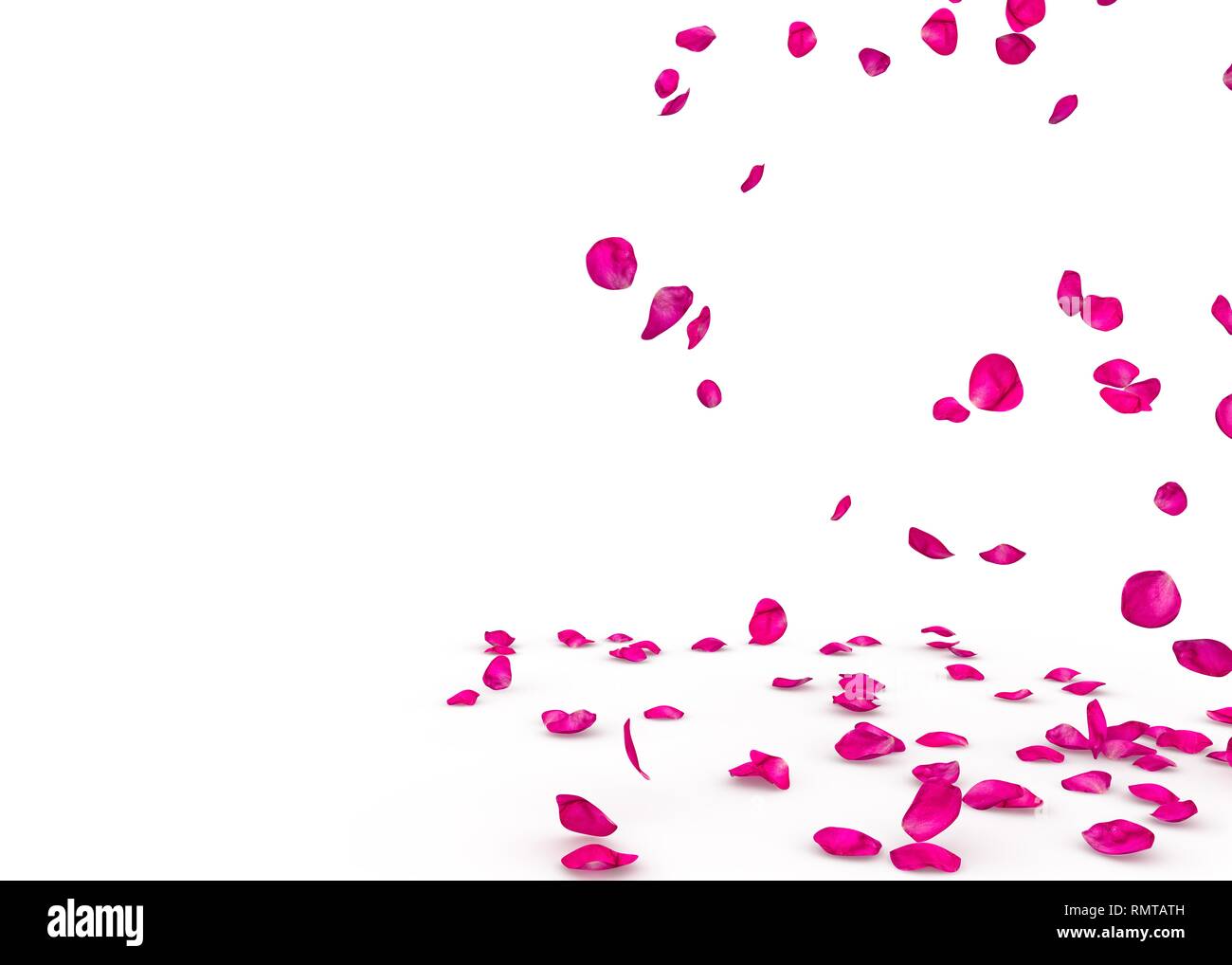 Purple rose petals fall beautifully on the floor. Isolated white
