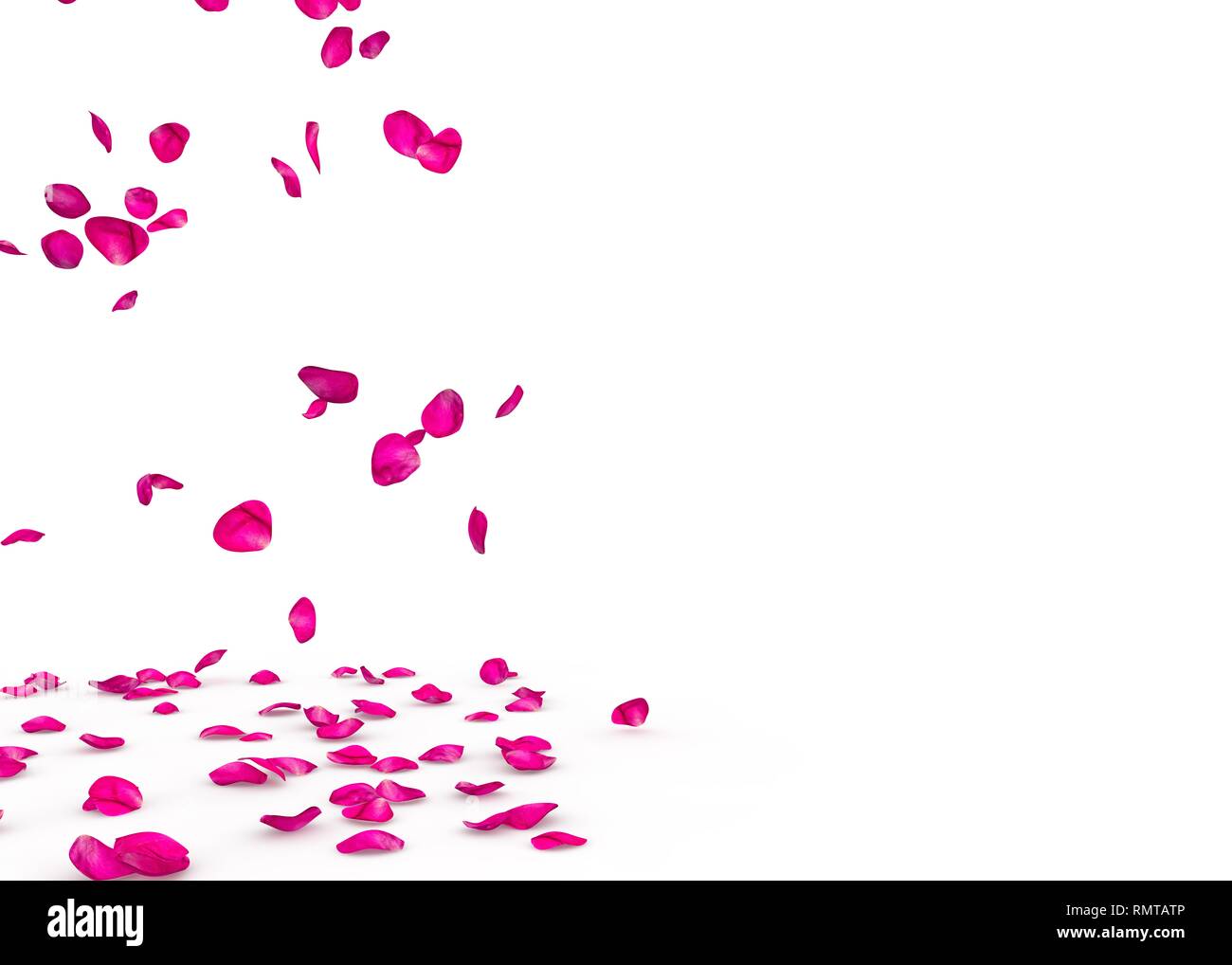 Purple rose petals fall beautifully on the floor. Isolated white