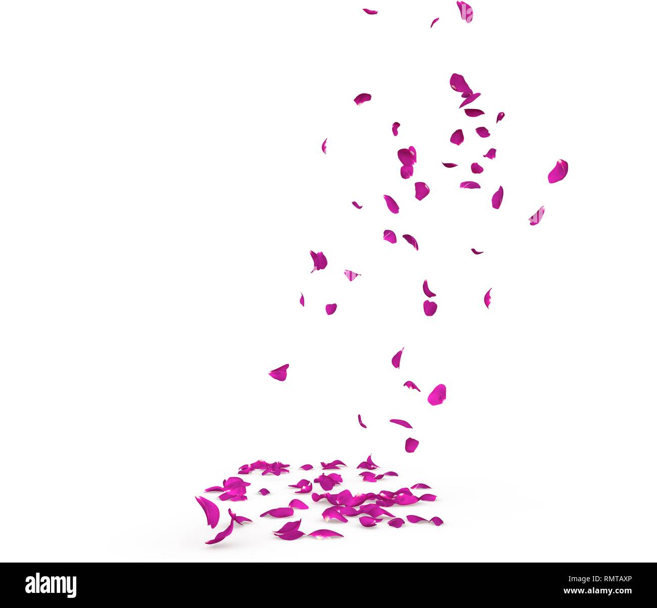 Purple rose petals fall beautifully on the floor. Isolated white