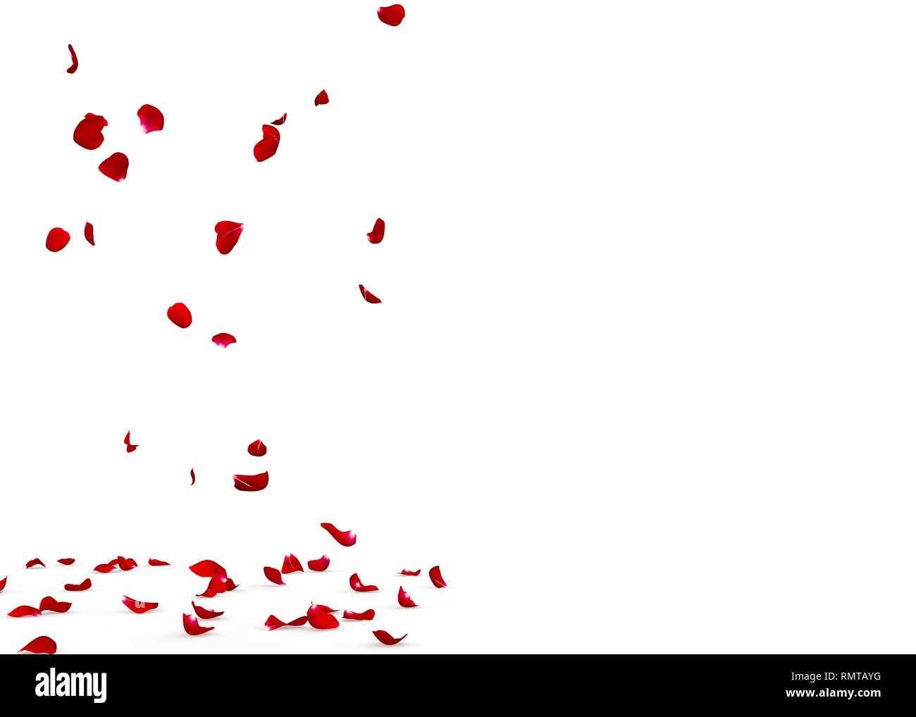 Rose petals fall beautifully on the floor. Isolated white background