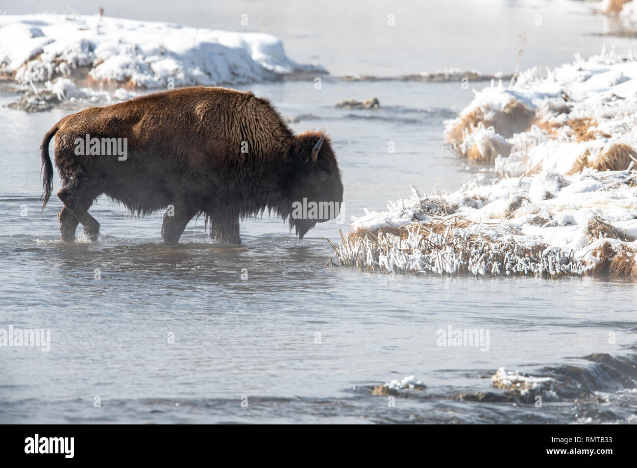 American bison (Bison bison) crossing river in Yellowstone's winter ...