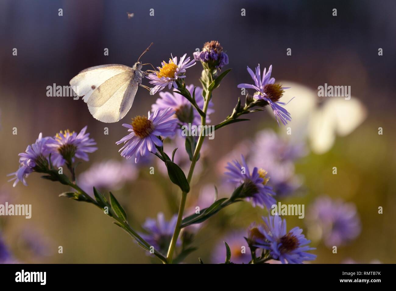 White butterfly sitting on a pale violet flower in spring evening. Stock Photo