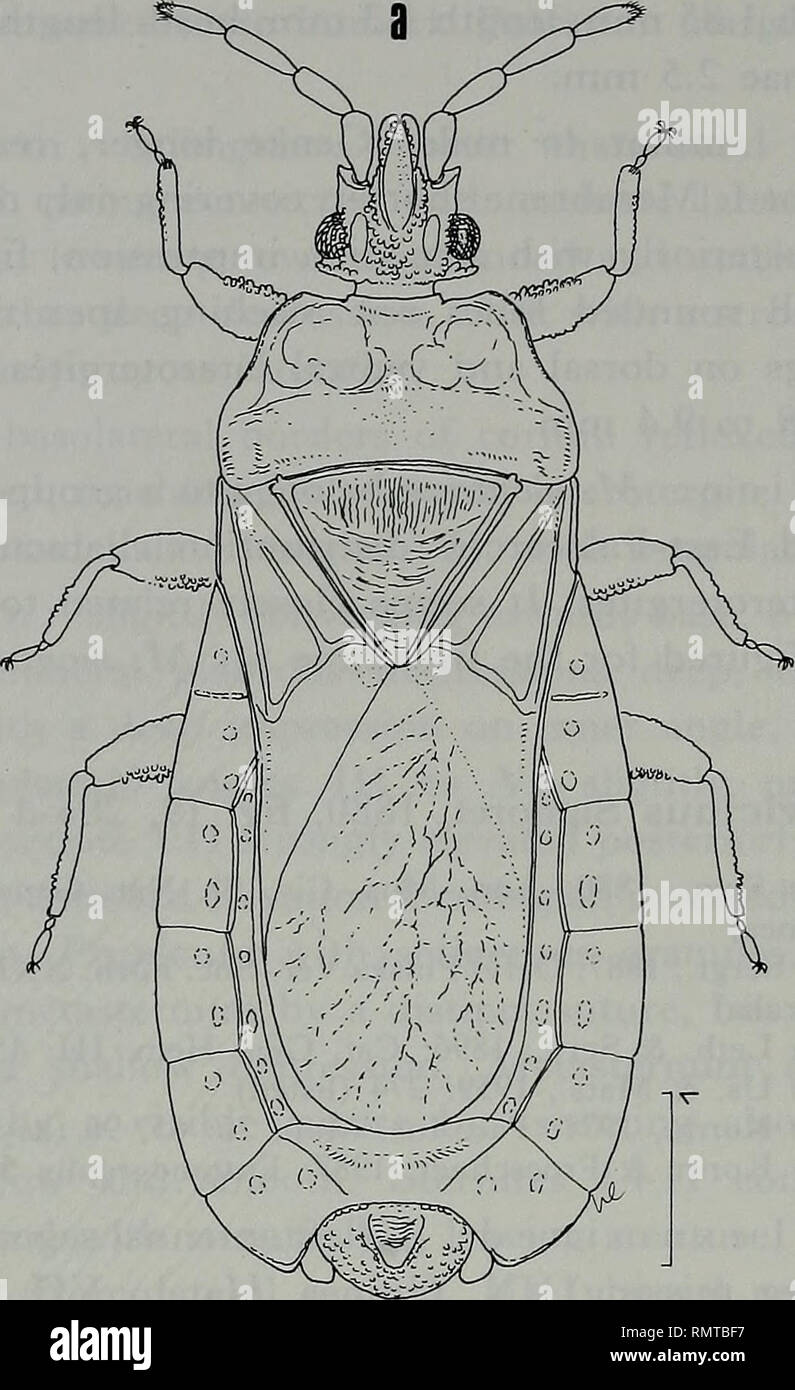 . Annali del Museo civico di storia naturale Giacomo Doria. Natural history. 364. Fig. 19: Neuroctenus vicinus; a - Lectotype male. Head: as long as width across eyes (40/40). Clypeus slender, tapering towards apex. Genae embracing anterior half of clypeus and projecting over its apex, apices rounded and bent down leaving a small cleft between them, reaching apex of antennal segment I. Antenniferous tubercles subparallel, apices acute. Postocular tubercles blunt, reaching lateral margin of eyes. Vertex granulate at middle, depressed laterally. Infraocular carinae present. Antennae about 1.7 ti Stock Photo