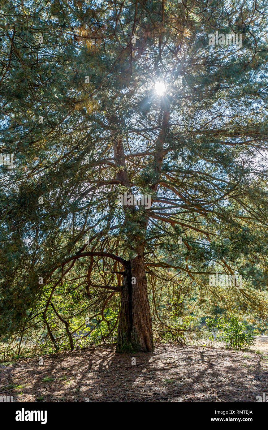 Tree in sand abundantly showing branches backlighted with sun flare Stock Photo