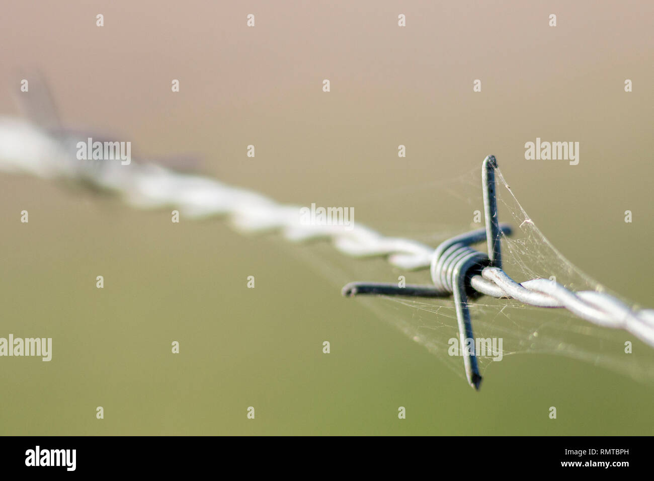 Close up of barbed wire with cobweb and out of focus agrarian field in the background Stock Photo