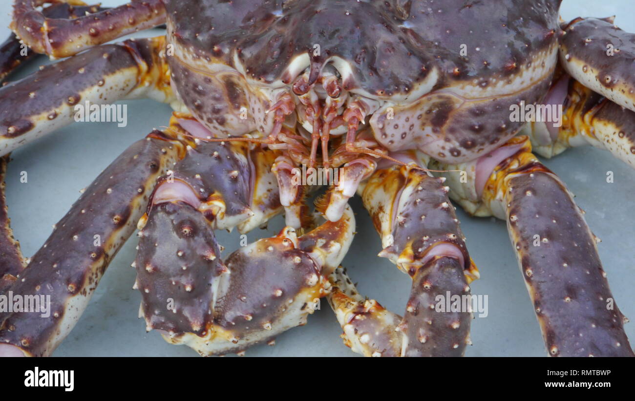 Norway king crab hi-res stock photography and images - Alamy