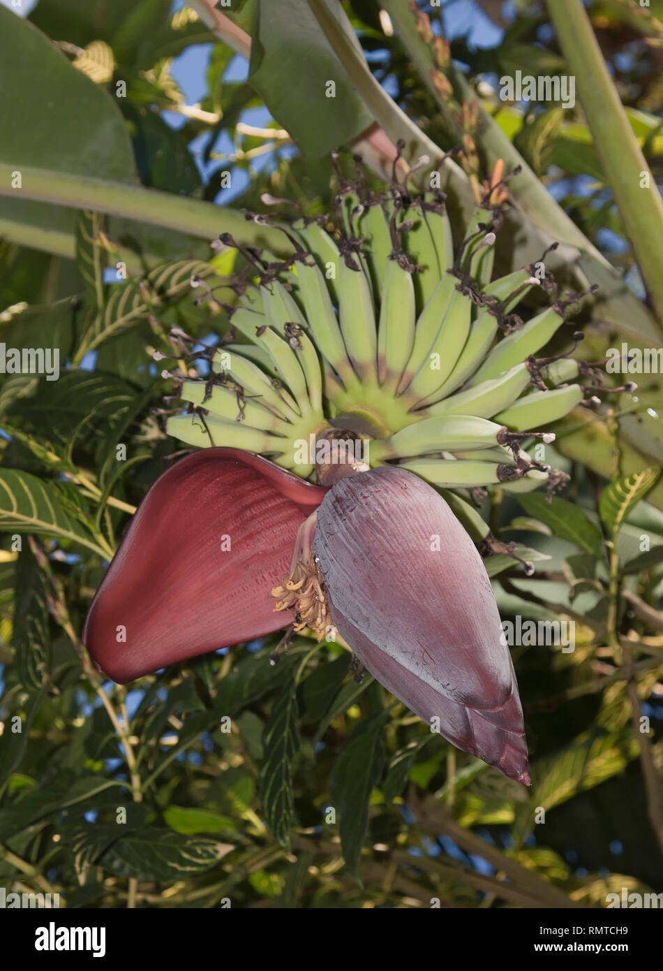 Bananas, banana tree (Musa), inflorescence and blossom, banana blossom