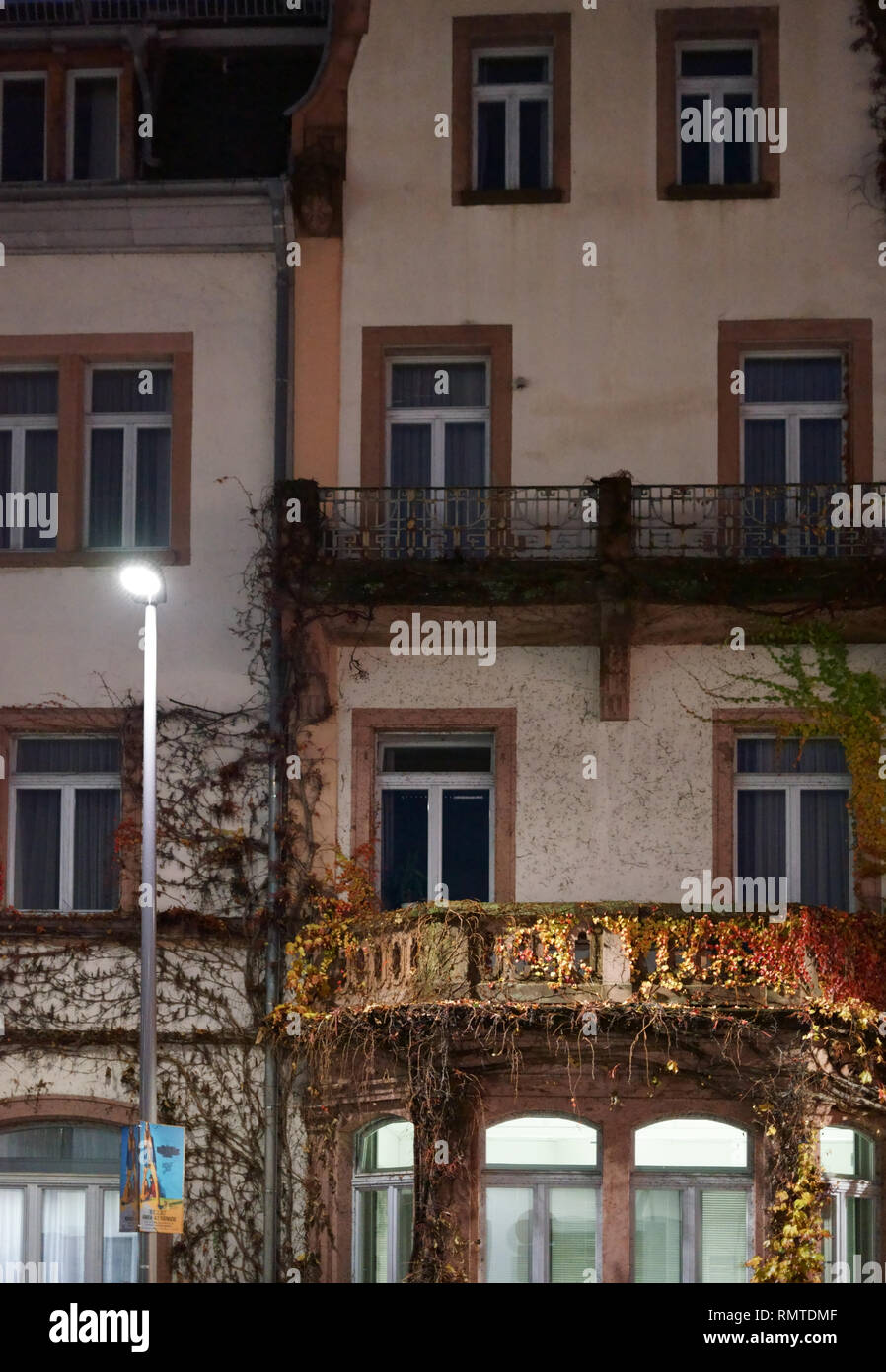 The tendrils and branches of a vine plant at night on the facade of a residential and commercial building. Stock Photo