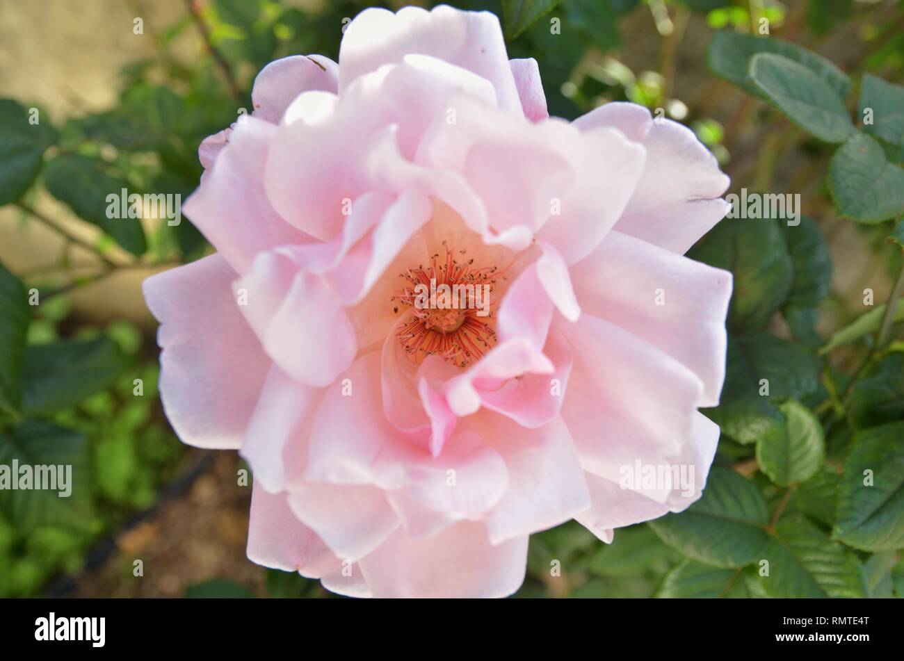 pink tea rose Stock Photo