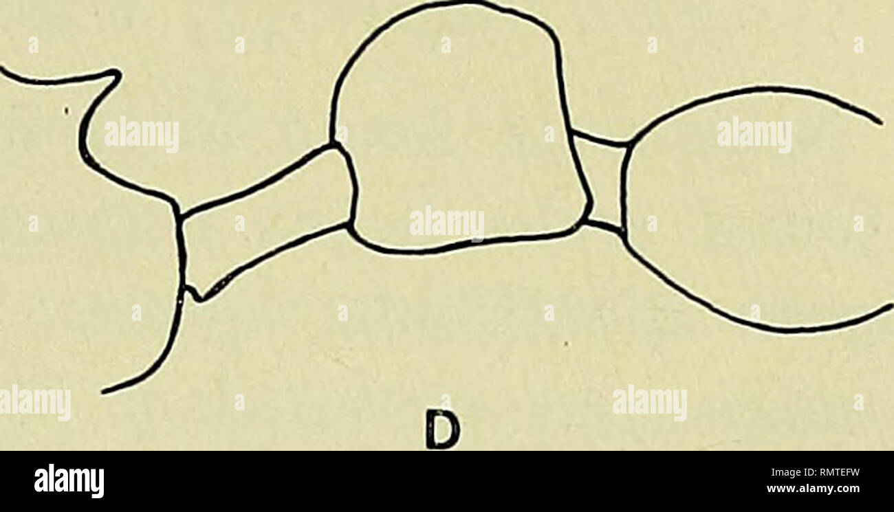 . Annali del Museo civico di storia naturale Giacomo Doria. Natural history. Fig. 6 - Petioles and postpetioles of Cardiocondyla workers; A &amp; B, C. elegans Nyl. from Aranquez, Spain; C &amp; D, C. nigra For. from Malta; top figures, dorsal aspect, bottom figures, lateral aspect; scale bar, 0.5 mm.. Please note that these images are extracted from scanned page images that may have been digitally enhanced for readability - coloration and appearance of these illustrations may not perfectly resemble the original work.. Museo civico di storia naturale Giacomo Doria (Genoa, Italy). Genova : Stab Stock Photo